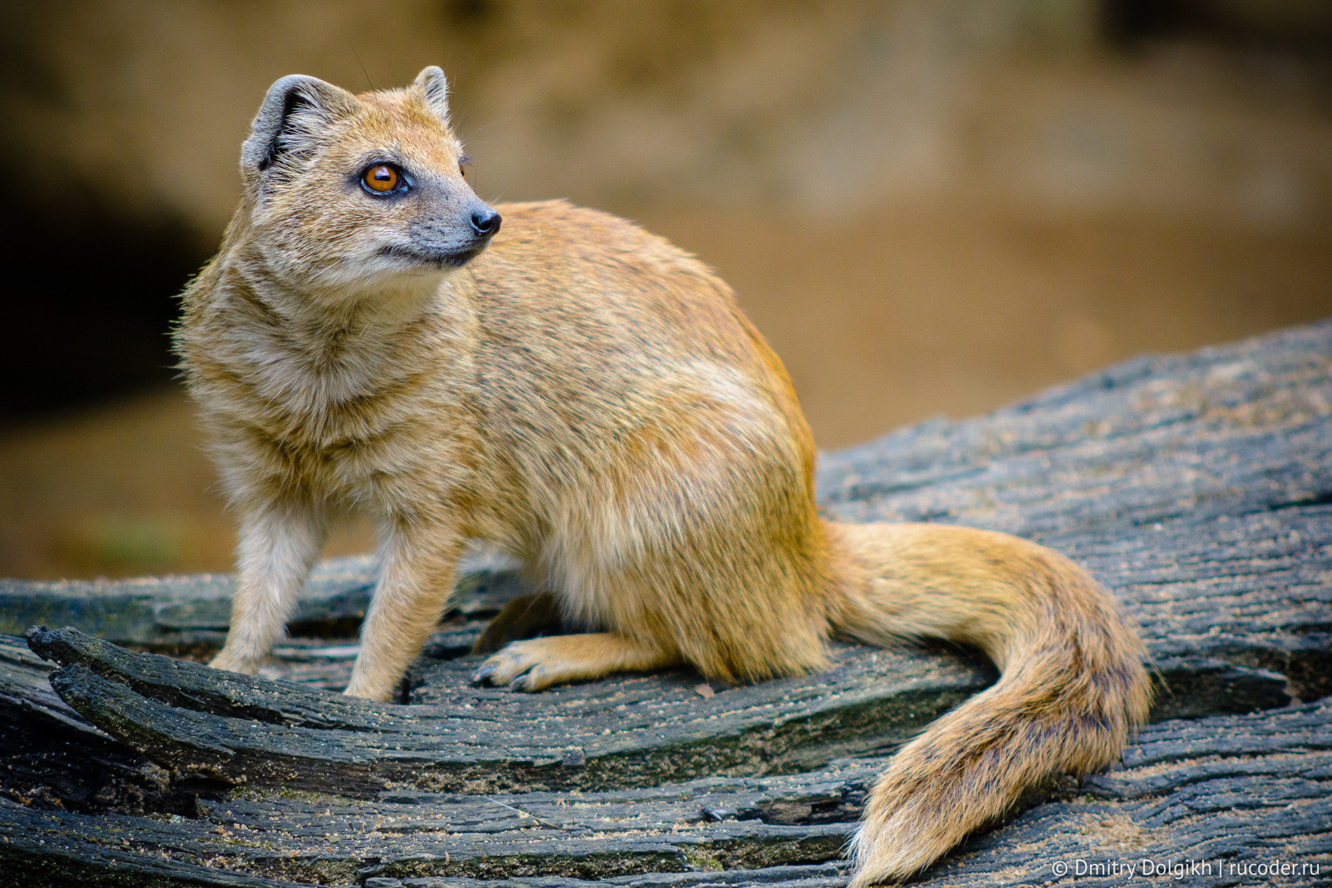 Nikon D7100 + AF Nikkor 70-210mm f/4-5.6 sample photo. Yellow mongoose photography