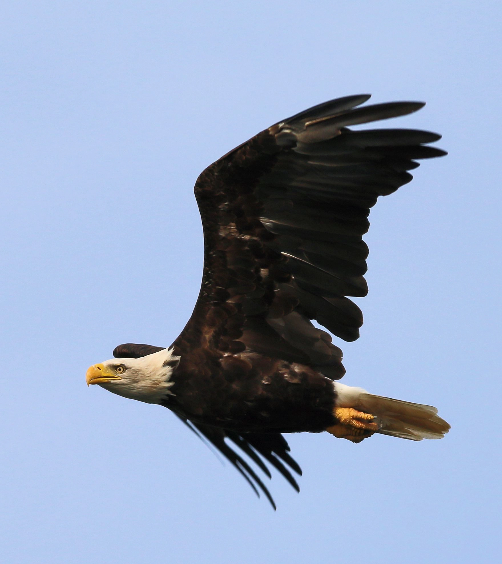 Canon EOS 70D + Canon EF 400mm F5.6L USM sample photo. Bald eagle in flight photography