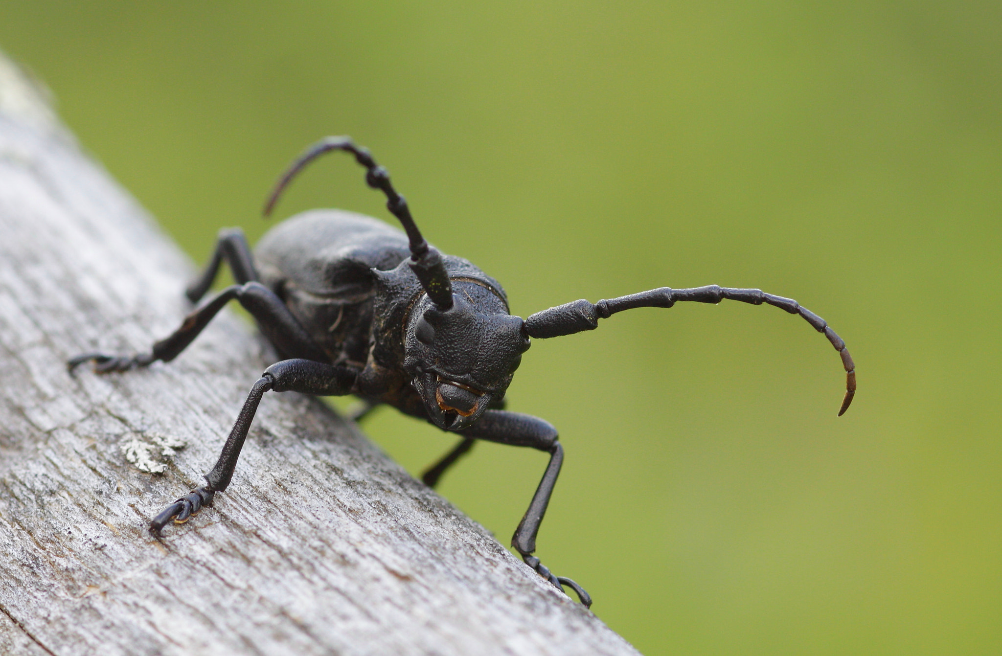 Canon EOS 50D + Canon EF 100mm F2.8 Macro USM sample photo. Lamia textor photography