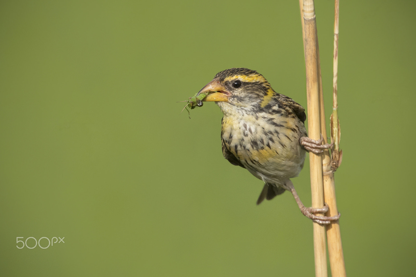 Nikon D5 + Nikon AF-S Nikkor 600mm F4G ED VR sample photo. Streaked weaver brings home food photography