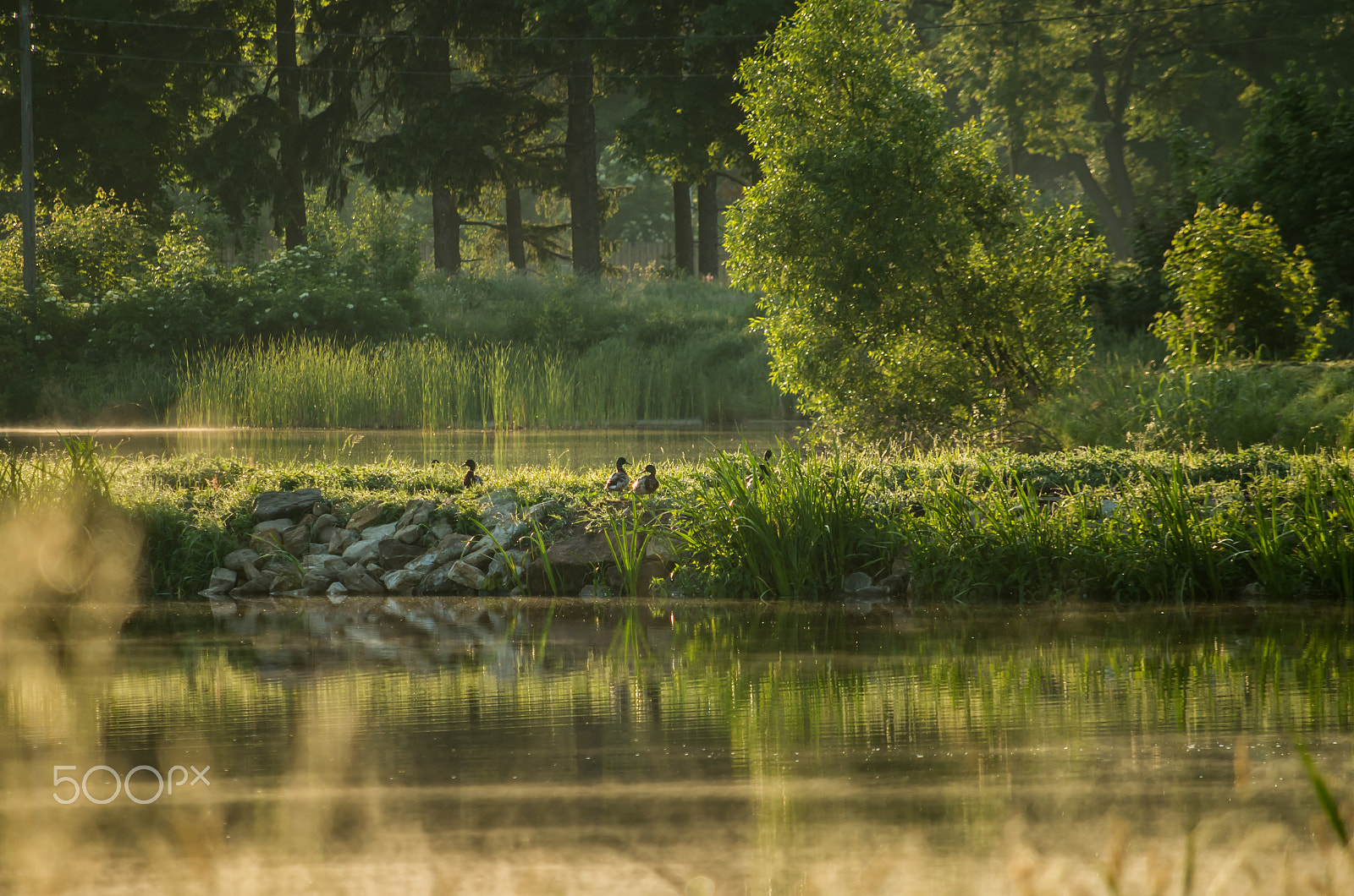 smc PENTAX-DA L 50-200mm F4-5.6 ED sample photo. Morning gosspis next to the pond photography
