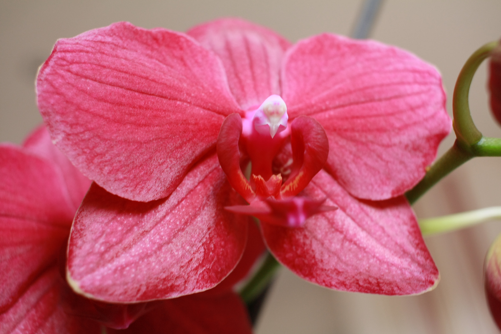 Canon EF-S 24mm F2.8 STM sample photo. Jolie fleur photography