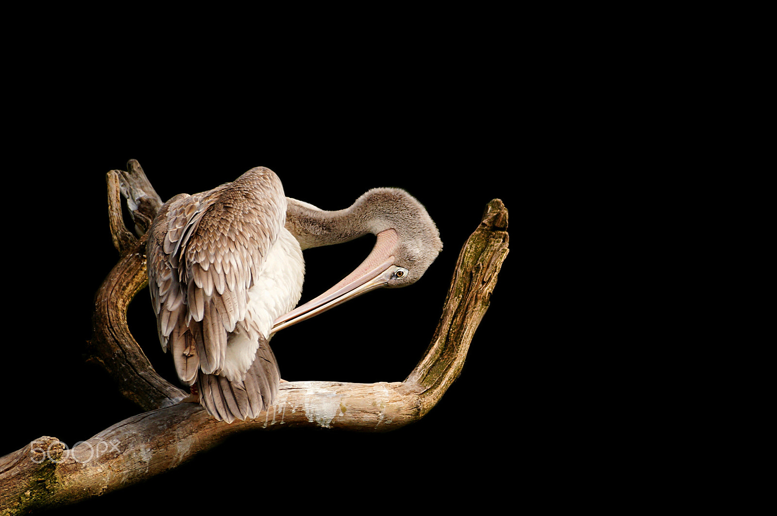 Sony SLT-A37 sample photo. Grooming pelican photography