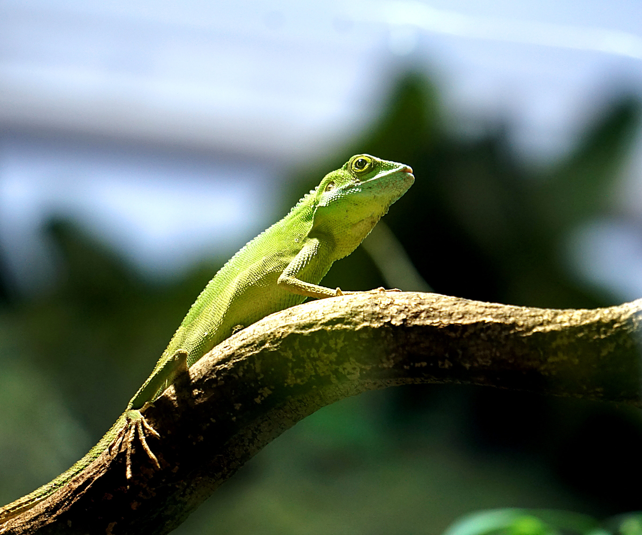 Sony FE 24-240mm F3.5-6.3 OSS sample photo. Lizard photography