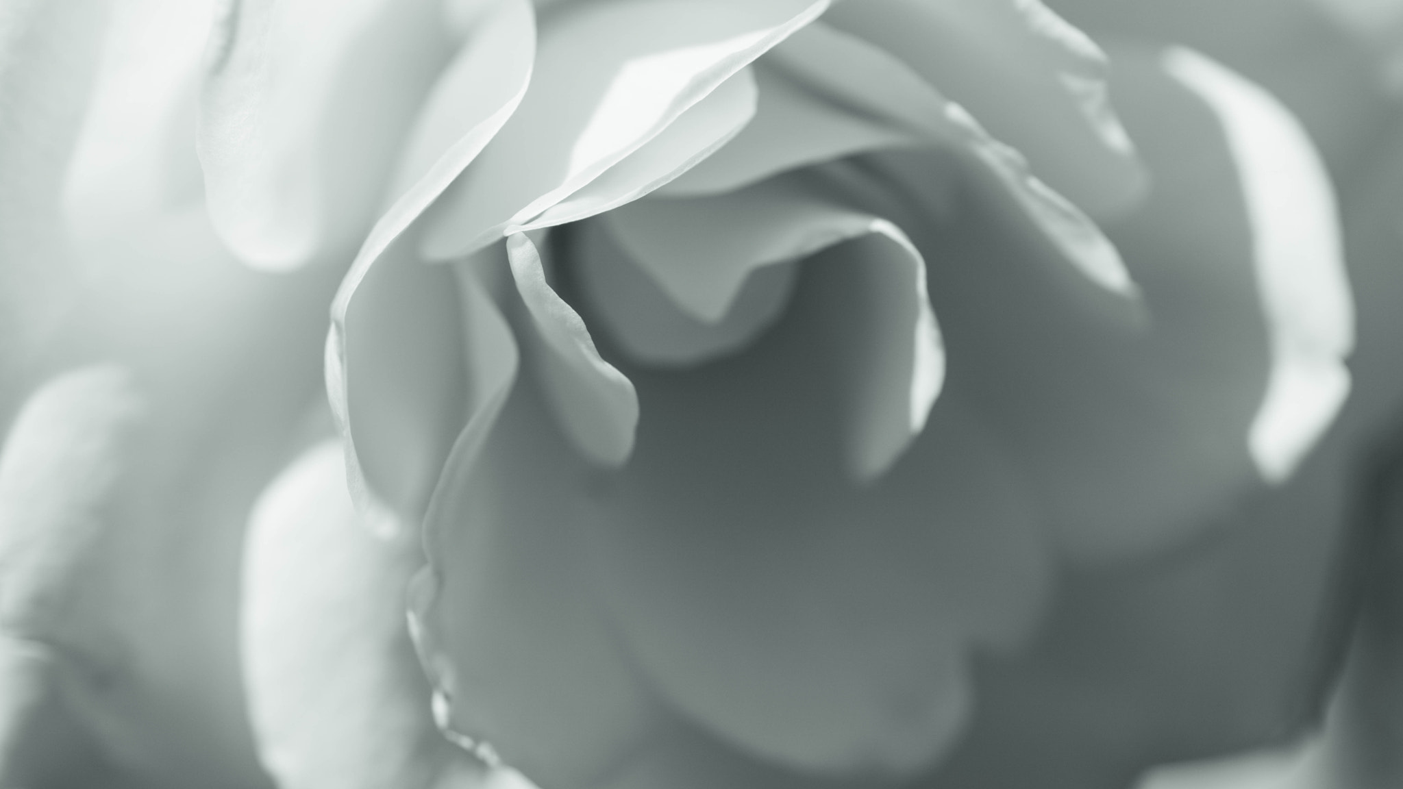 Sony 50mm F2.8 Macro sample photo. A moment with a rose photography