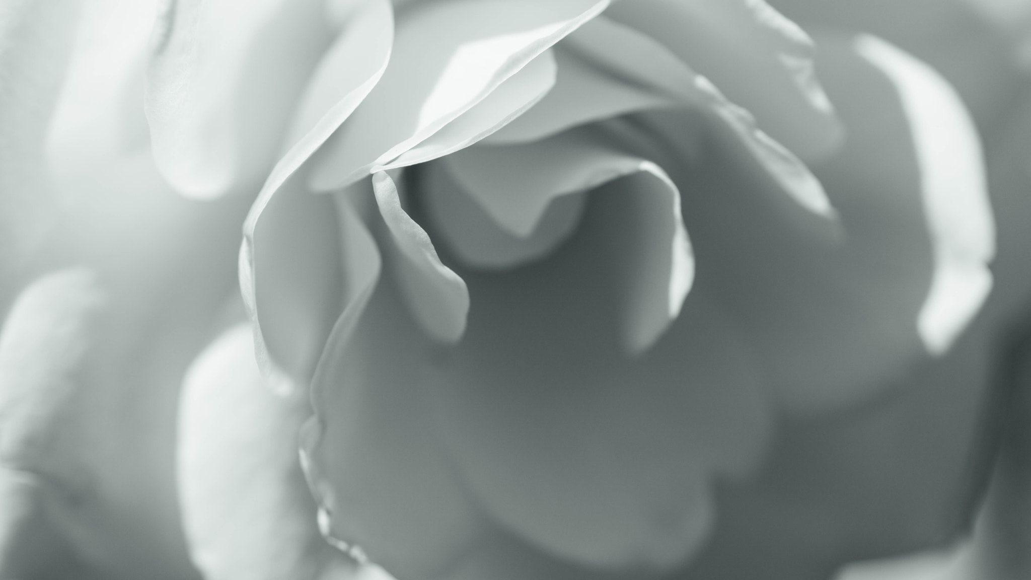 Sony ILCA-77M2 + Sony 50mm F2.8 Macro sample photo. A moment with a rose photography