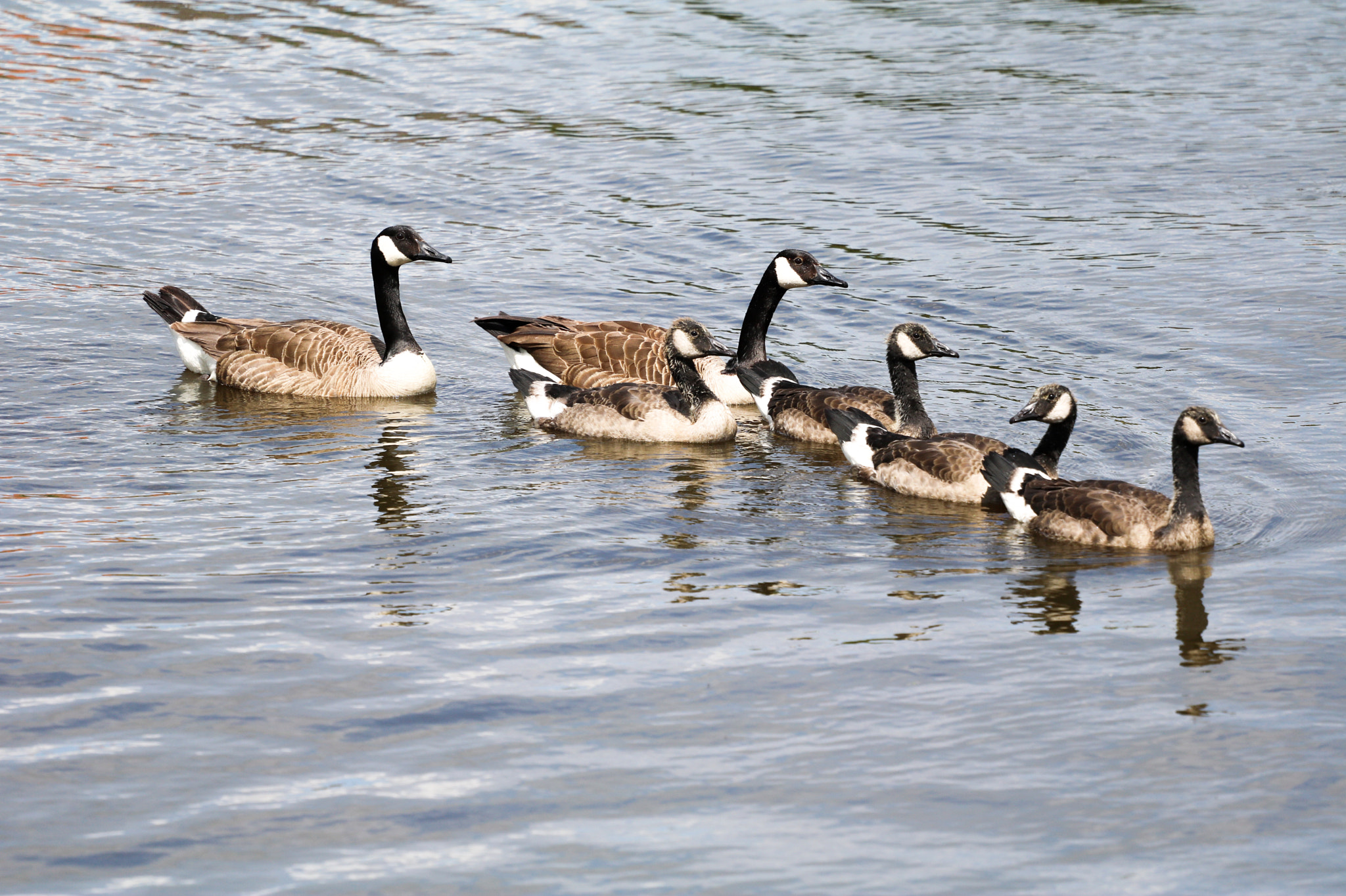 Canon EOS 750D (EOS Rebel T6i / EOS Kiss X8i) + Canon EF 70-200mm F4L USM sample photo. Water birds photography