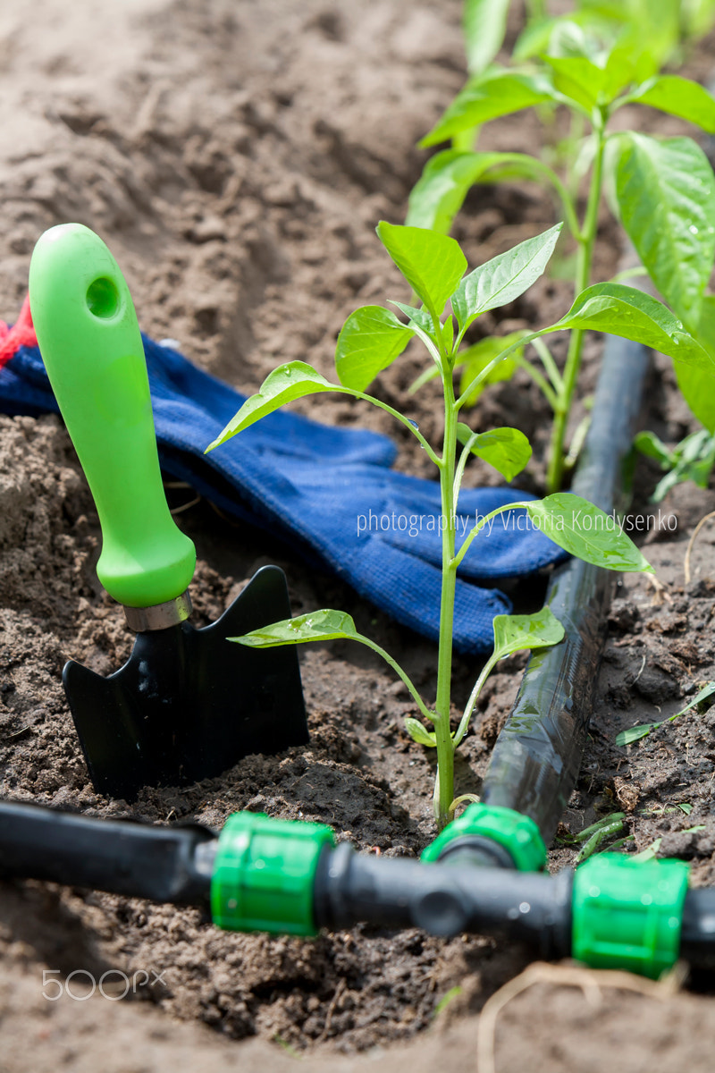 Canon EOS 1000D (EOS Digital Rebel XS / EOS Kiss F) sample photo. Young sprouts pepper and garden tools with drip irrigation photography