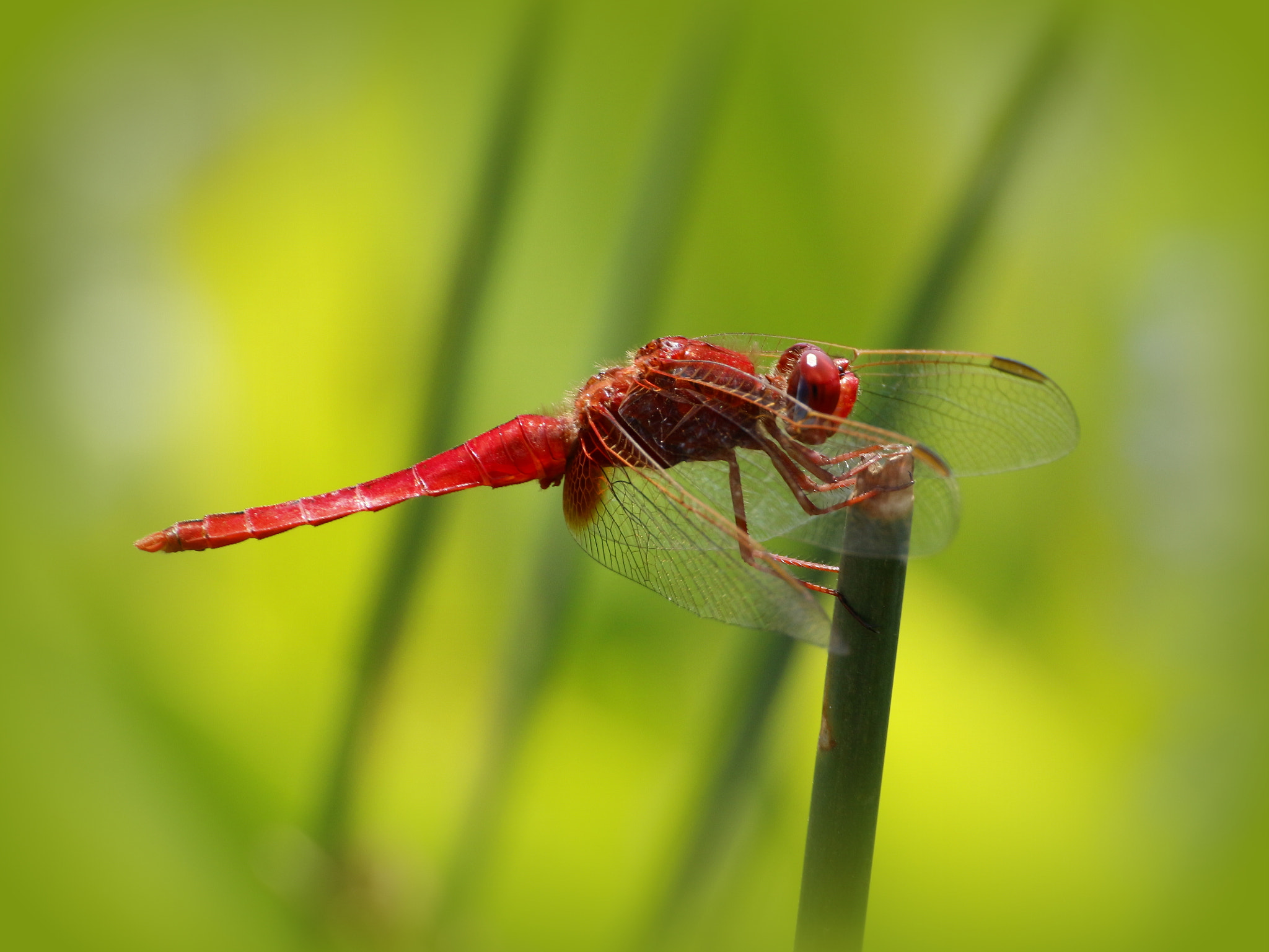 Tamron SP 35mm F1.8 Di VC USD sample photo. Green and red photography