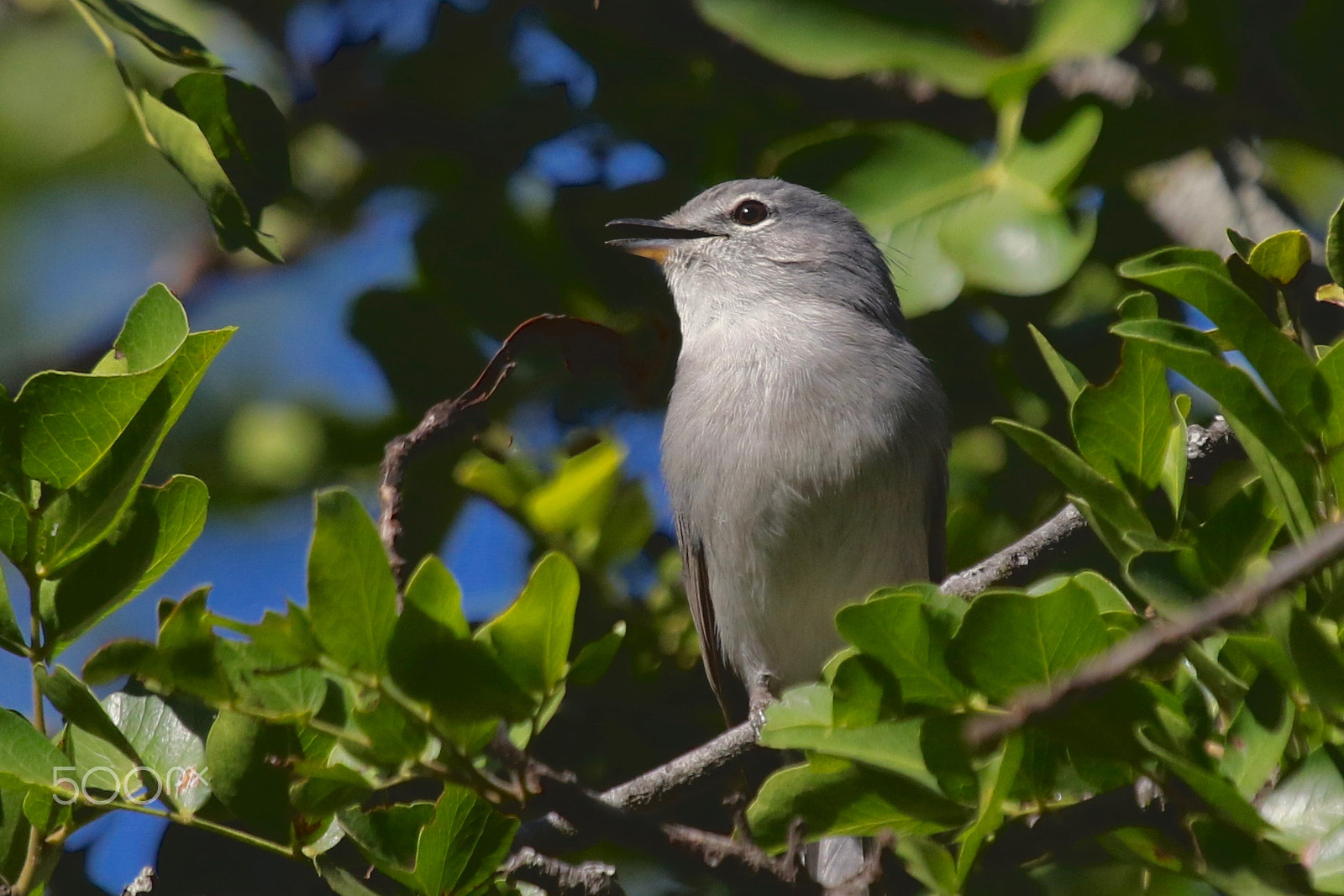 Canon EF 100-400mm F4.5-5.6L IS USM sample photo. Blue-grey flycatcher....looking very friendly! photography