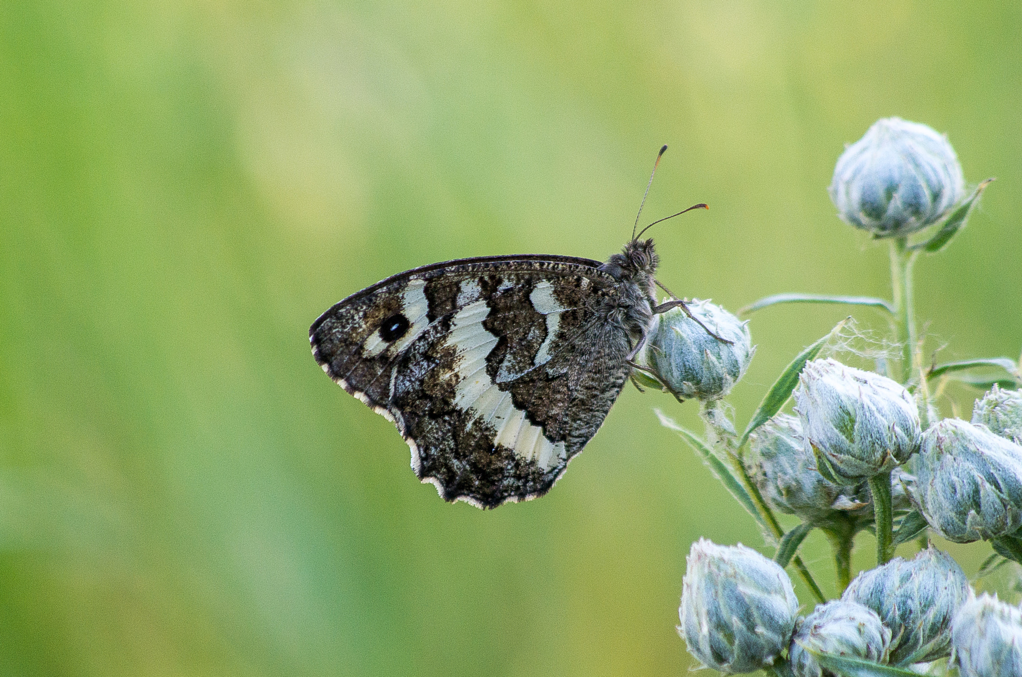 Pentax K-30 + HD Pentax DA 55-300mm F4.0-5.8 ED WR sample photo. The great banded grayling // brintesia circe photography