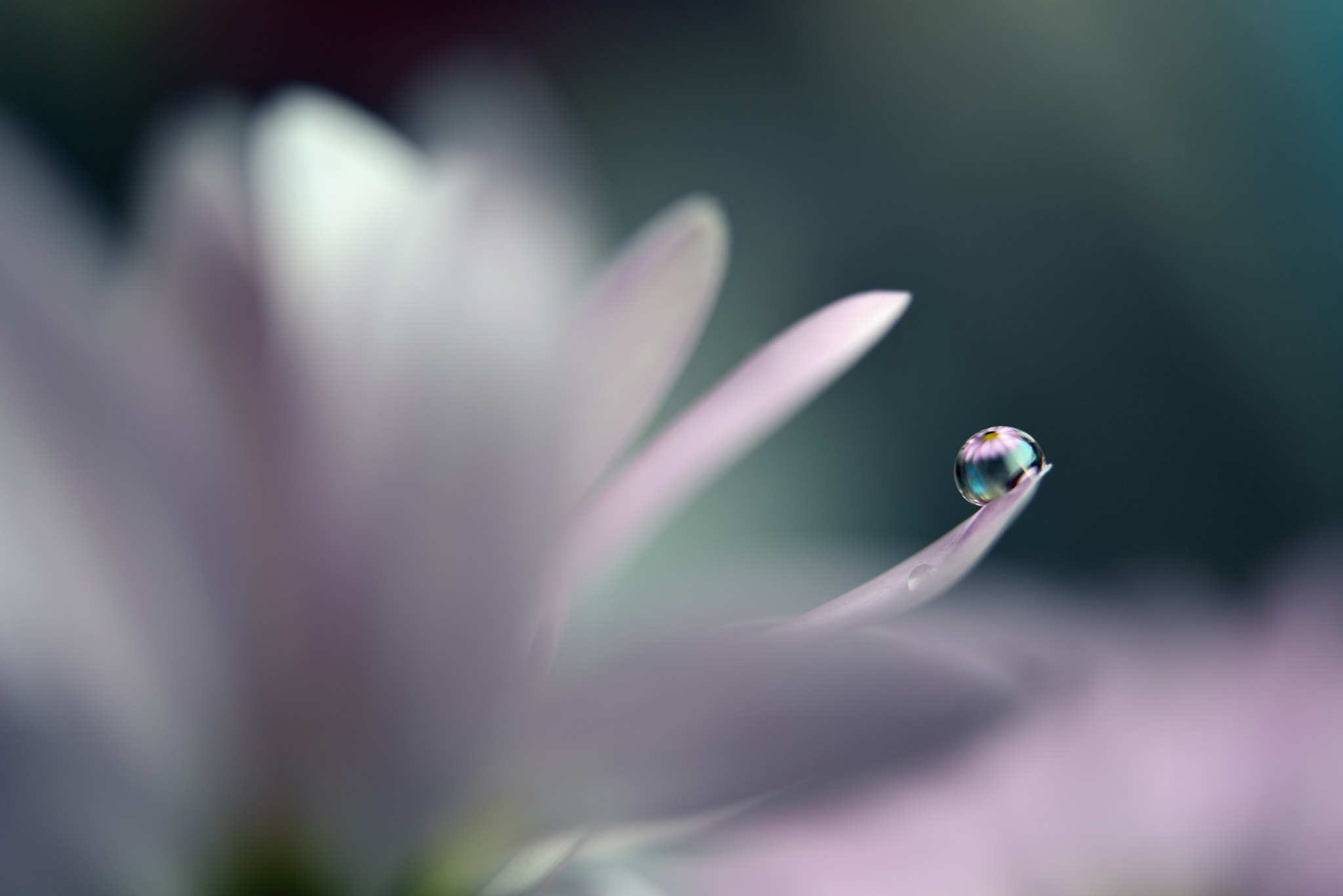Nikon AF-S Micro-Nikkor 60mm F2.8G ED sample photo. Soft touch photography