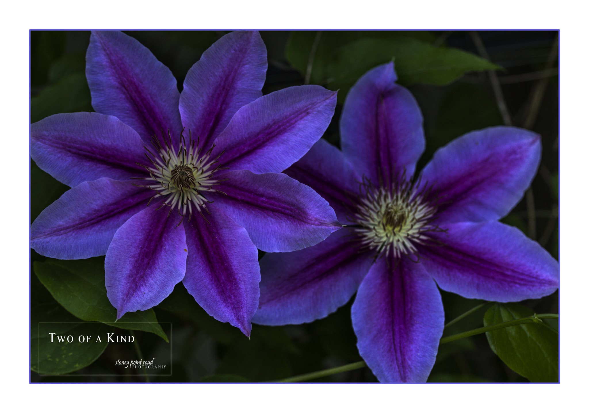 Canon EF-S 60mm F2.8 Macro USM sample photo. Two of a kind photography