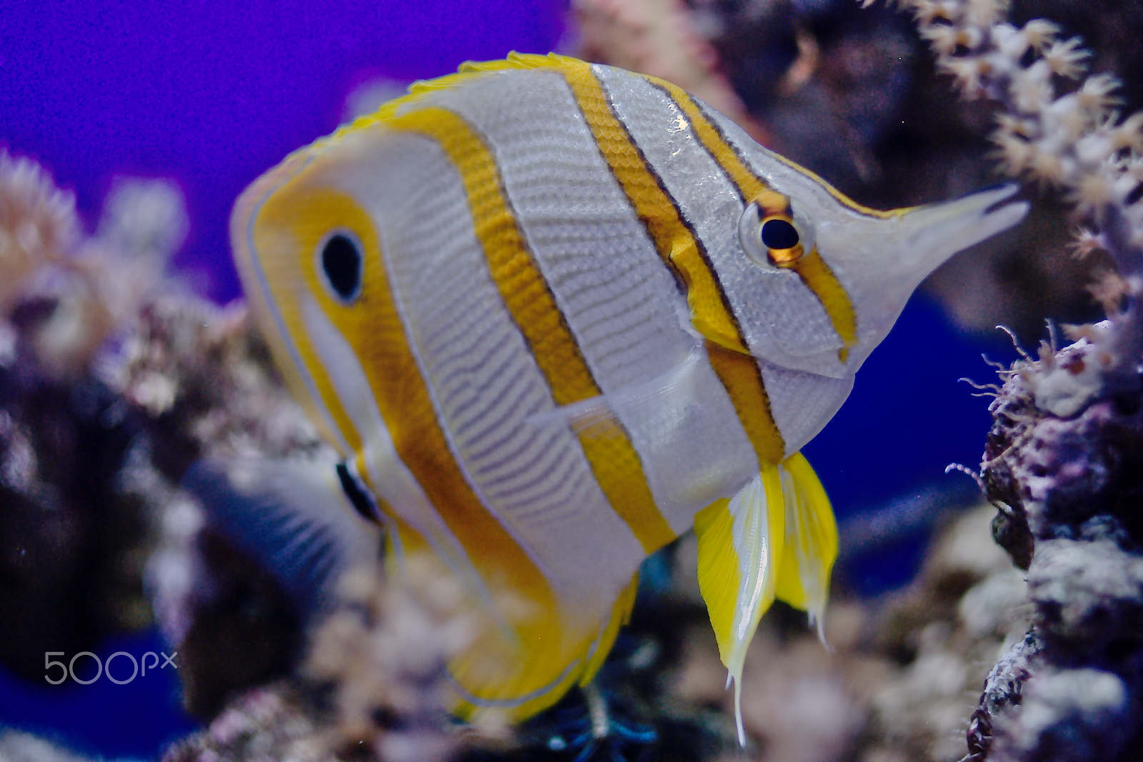 35.0mm F1.8 sample photo. Butterflyfish photography