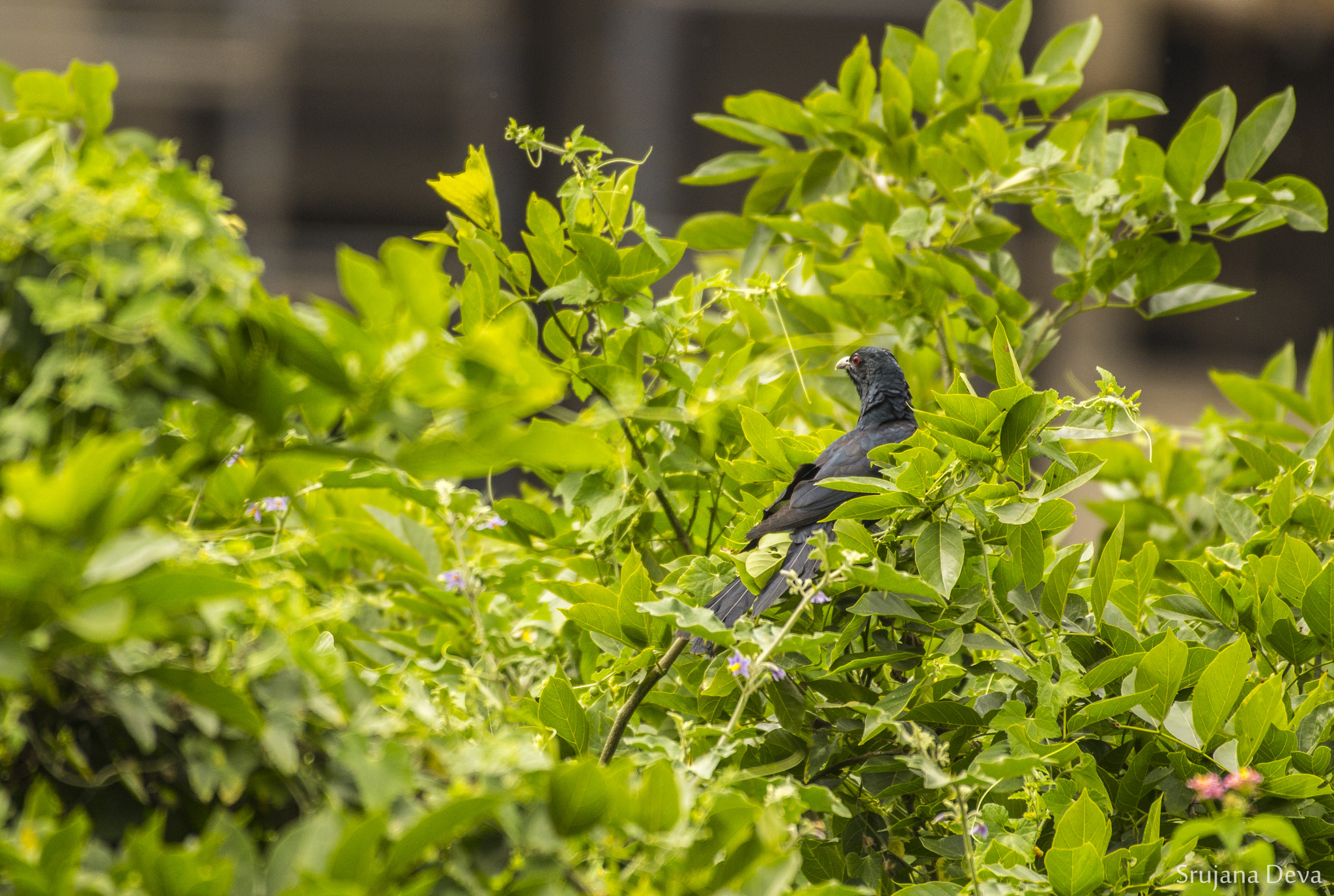 Nikon AF-S Nikkor 200-500mm F5.6E ED VR sample photo. The black pearl photography