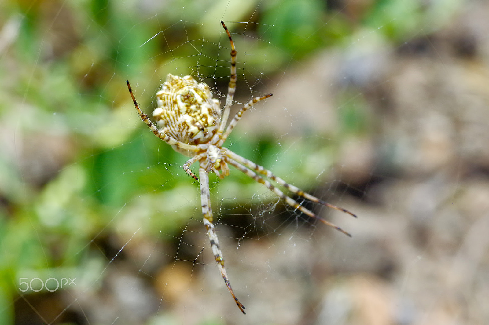 Pentax smc DA* 300mm F4.0 ED (IF) SDM sample photo. Spider photography