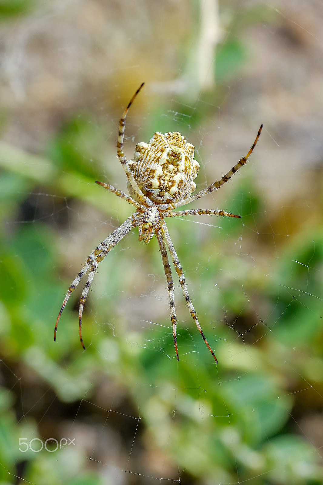 Pentax smc DA* 300mm F4.0 ED (IF) SDM sample photo. Spider photography