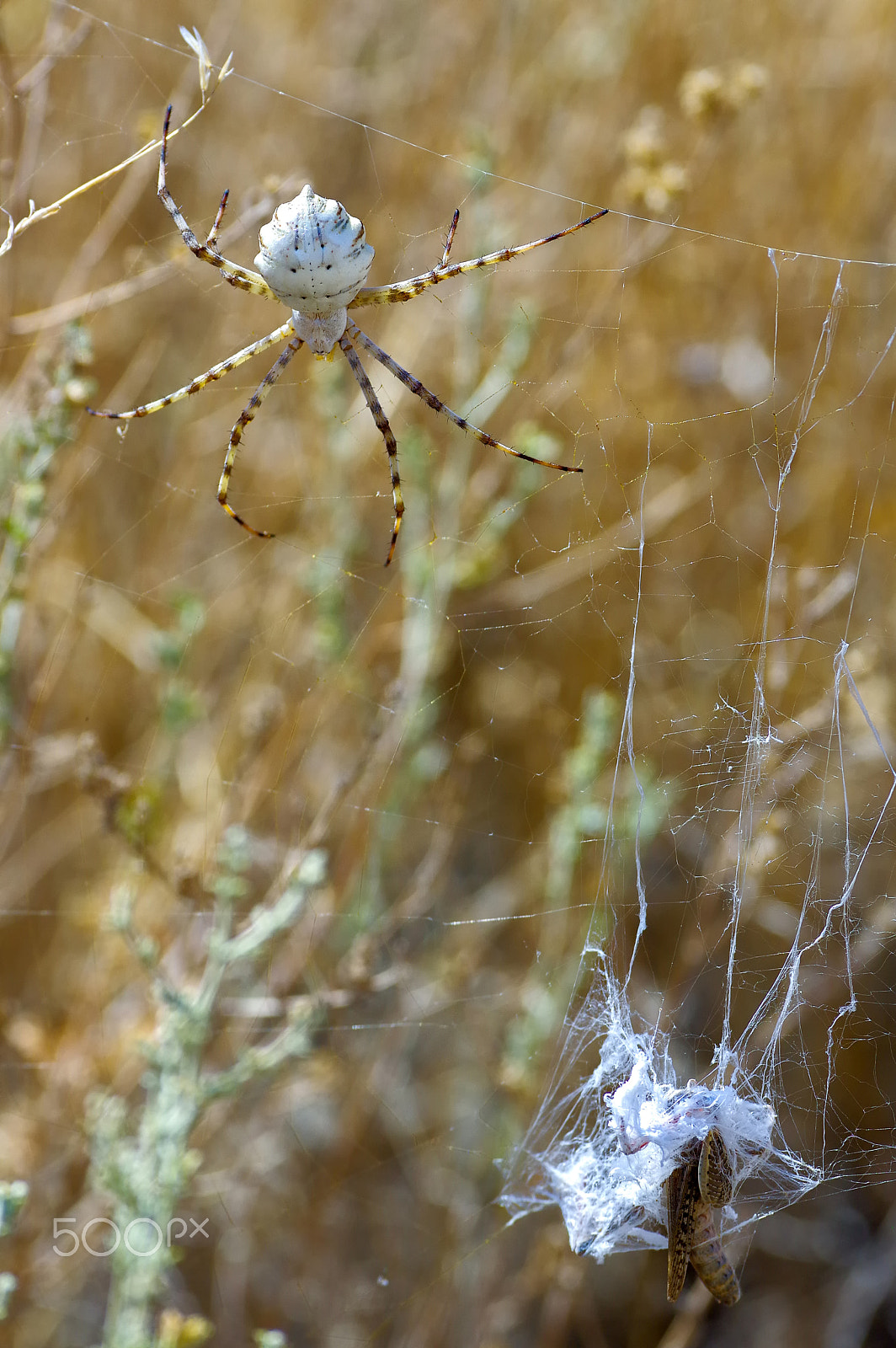 Pentax smc DA* 300mm F4.0 ED (IF) SDM sample photo. Spider photography