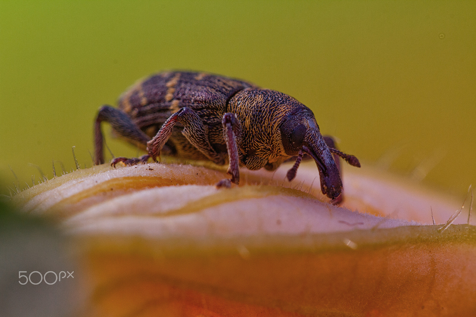 Sigma APO Macro 150mm f/2.8 EX DG HSM sample photo. Hylobius abietis photography