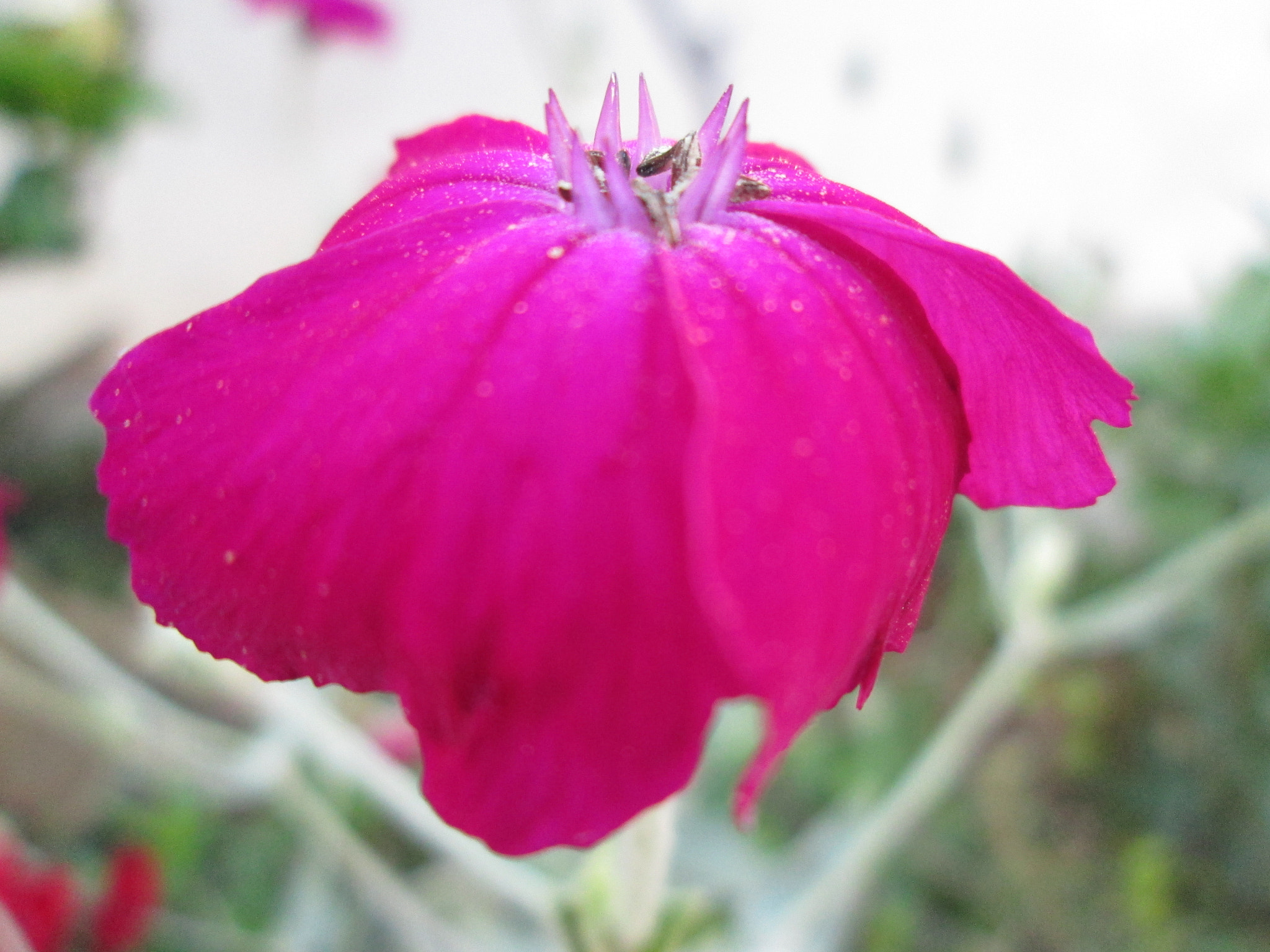 Canon PowerShot A3400 IS sample photo. Petunia sp photography