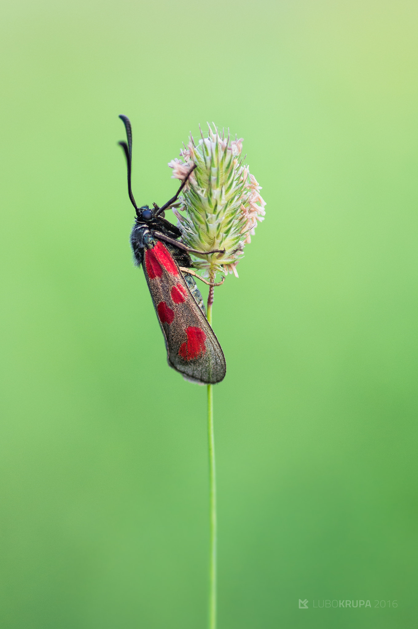 Pentax K-r + Tamron SP AF 90mm F2.8 Di Macro sample photo. Zygaena loti photography