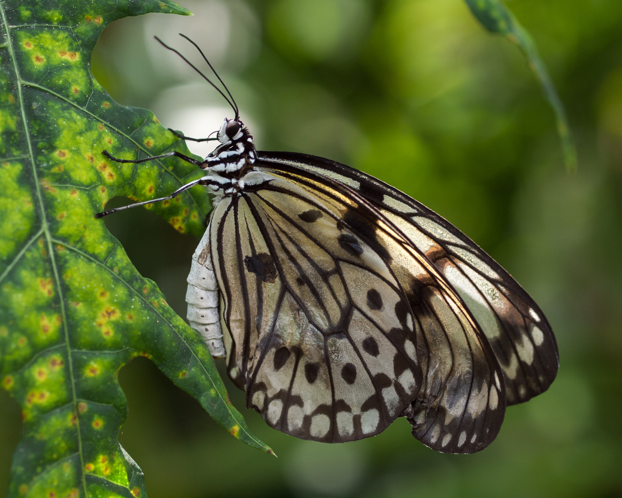 Olympus E-620 (EVOLT E-620) + OLYMPUS 50mm Lens sample photo. Paper kite (idea leuconoe) photography