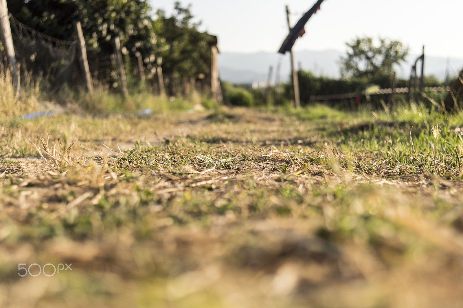 Sony SLT-A68 + Sony 28mm F2.8 sample photo. Sun, summer, bokeh photography