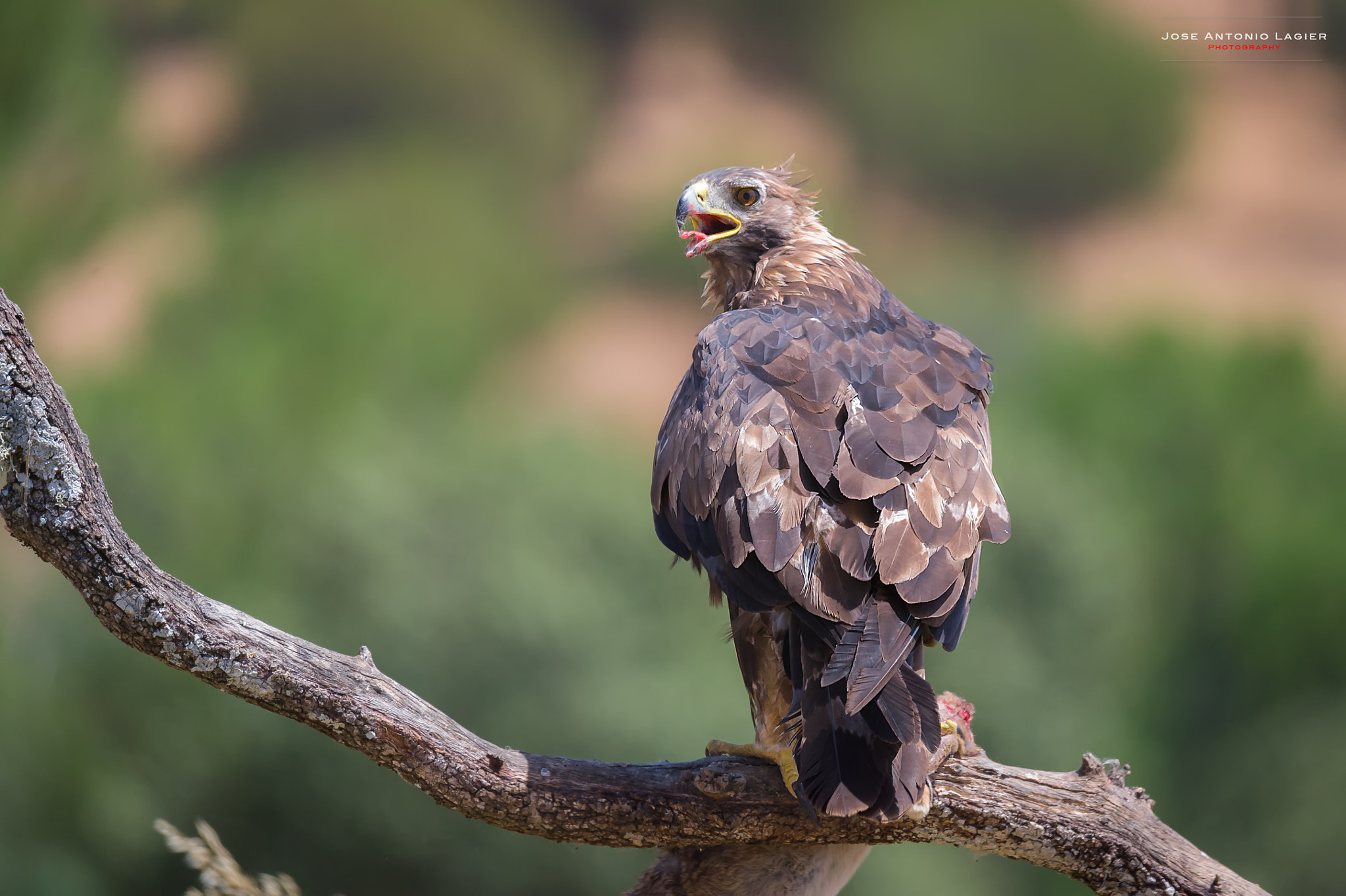 Sigma 150-600mm F5-6.3 DG OS HSM | S sample photo. Aguila real photography