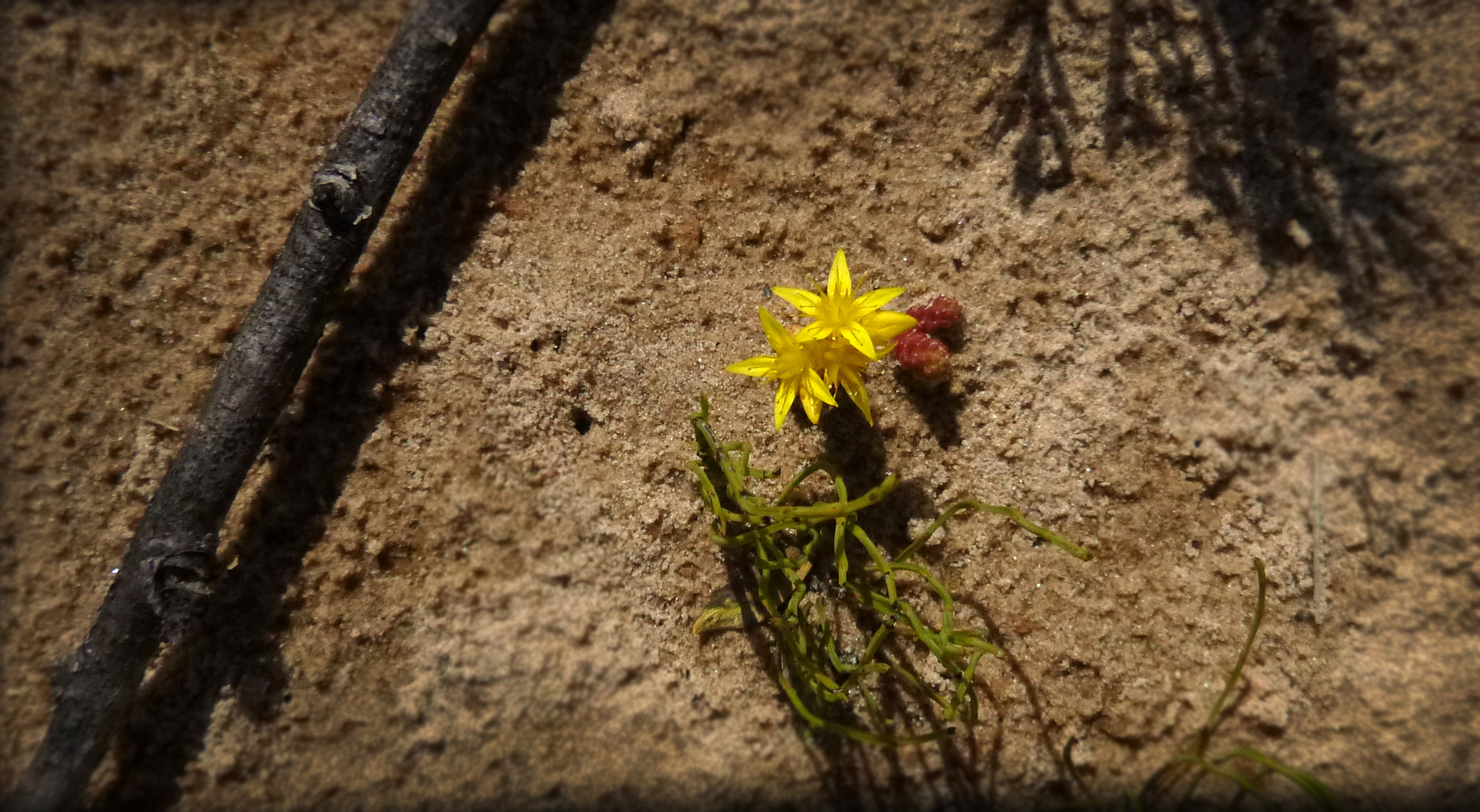 Panasonic DMC-TS20 sample photo. Dune flower photography