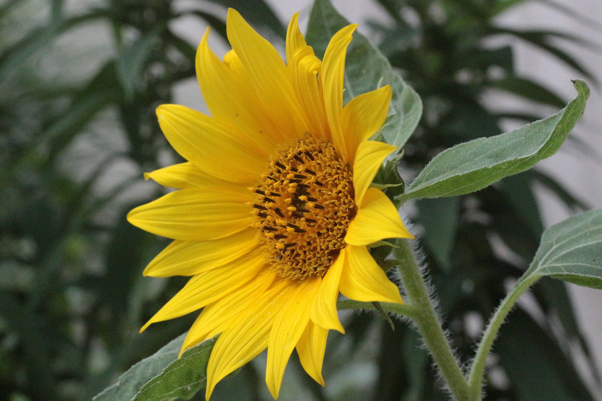 Canon EF-S 60mm F2.8 Macro USM sample photo. ()yellow photography