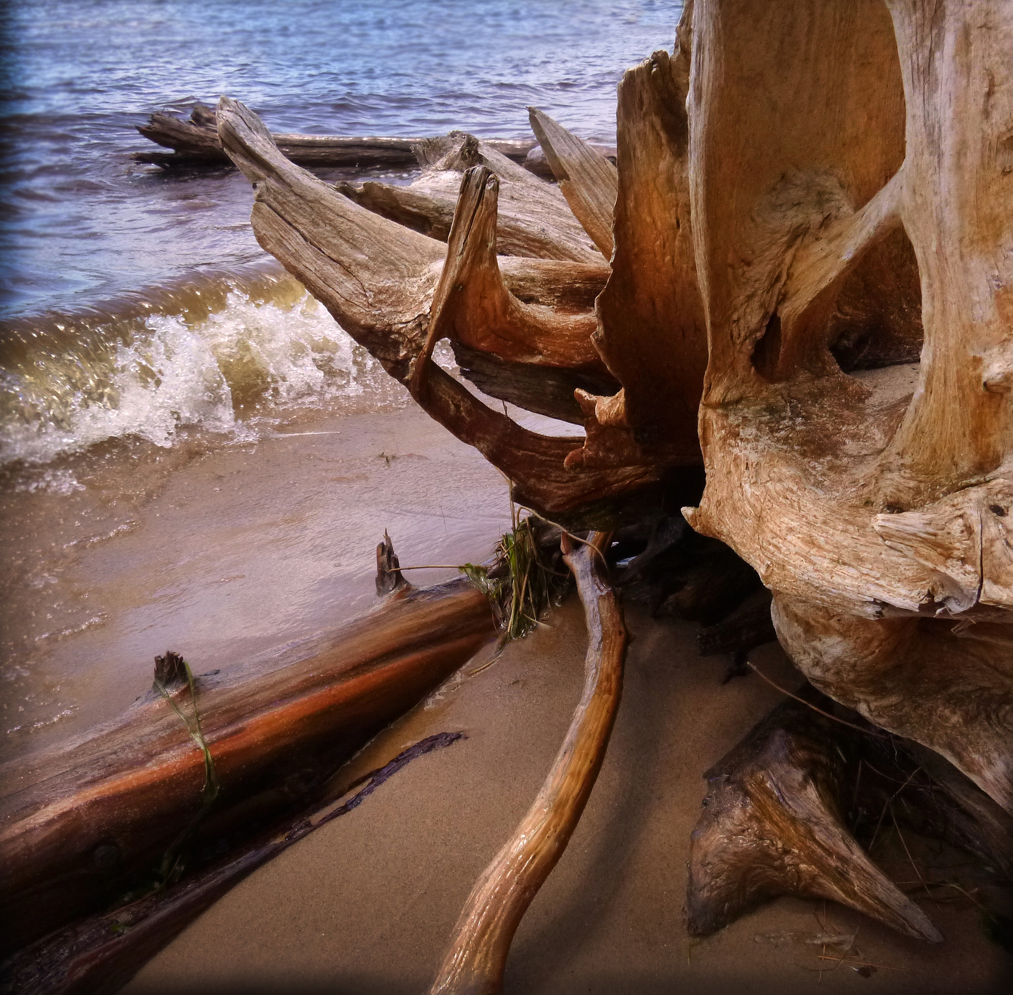 Panasonic DMC-TS20 sample photo. Drift wood photography