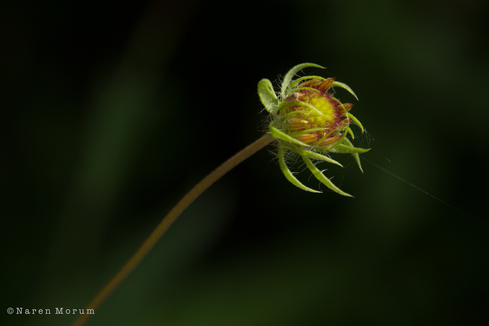 Sigma 18-250mm F3.5-6.3 DC OS HSM sample photo. Still a bud photography