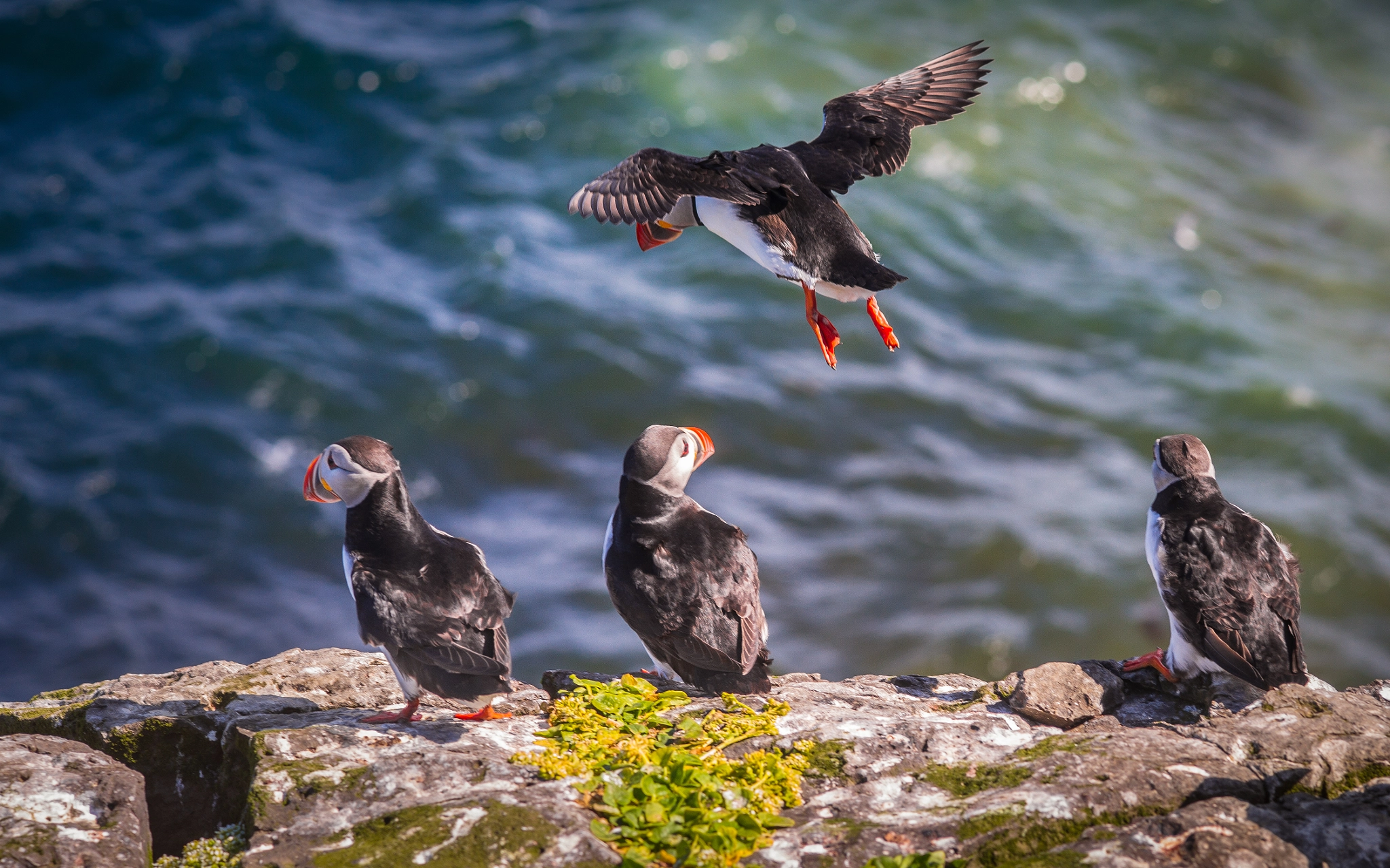 Leica APO-Summicron-M 90mm F2 ASPH sample photo. Iceland: grimsey - puffin land "hey you, don't sleep! i'm going to land! how far can i sail back?" photography