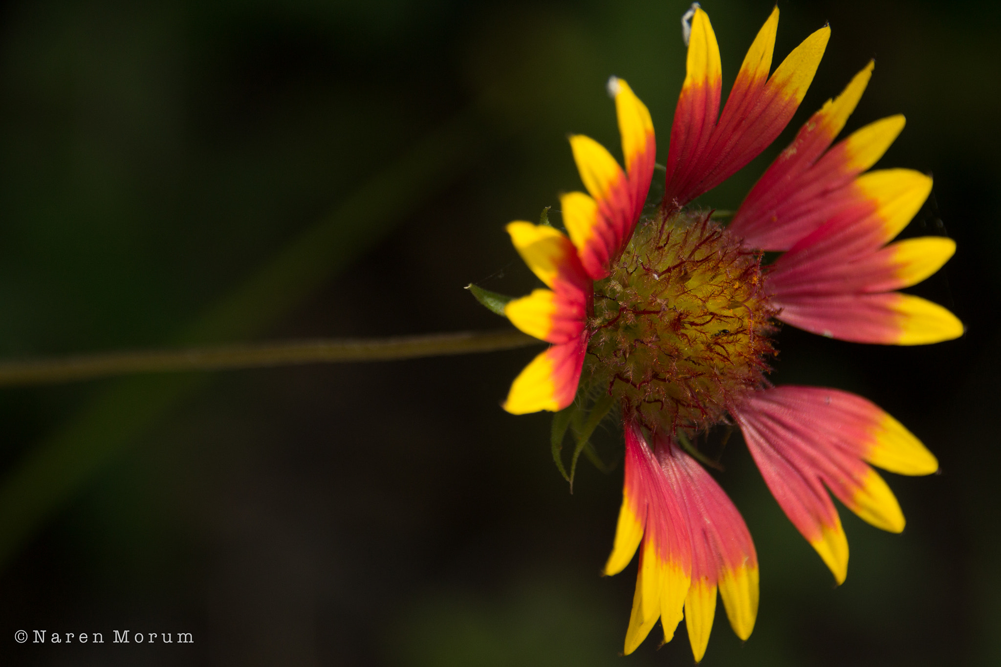 Sigma 18-250mm F3.5-6.3 DC OS HSM sample photo. I like being flat photography