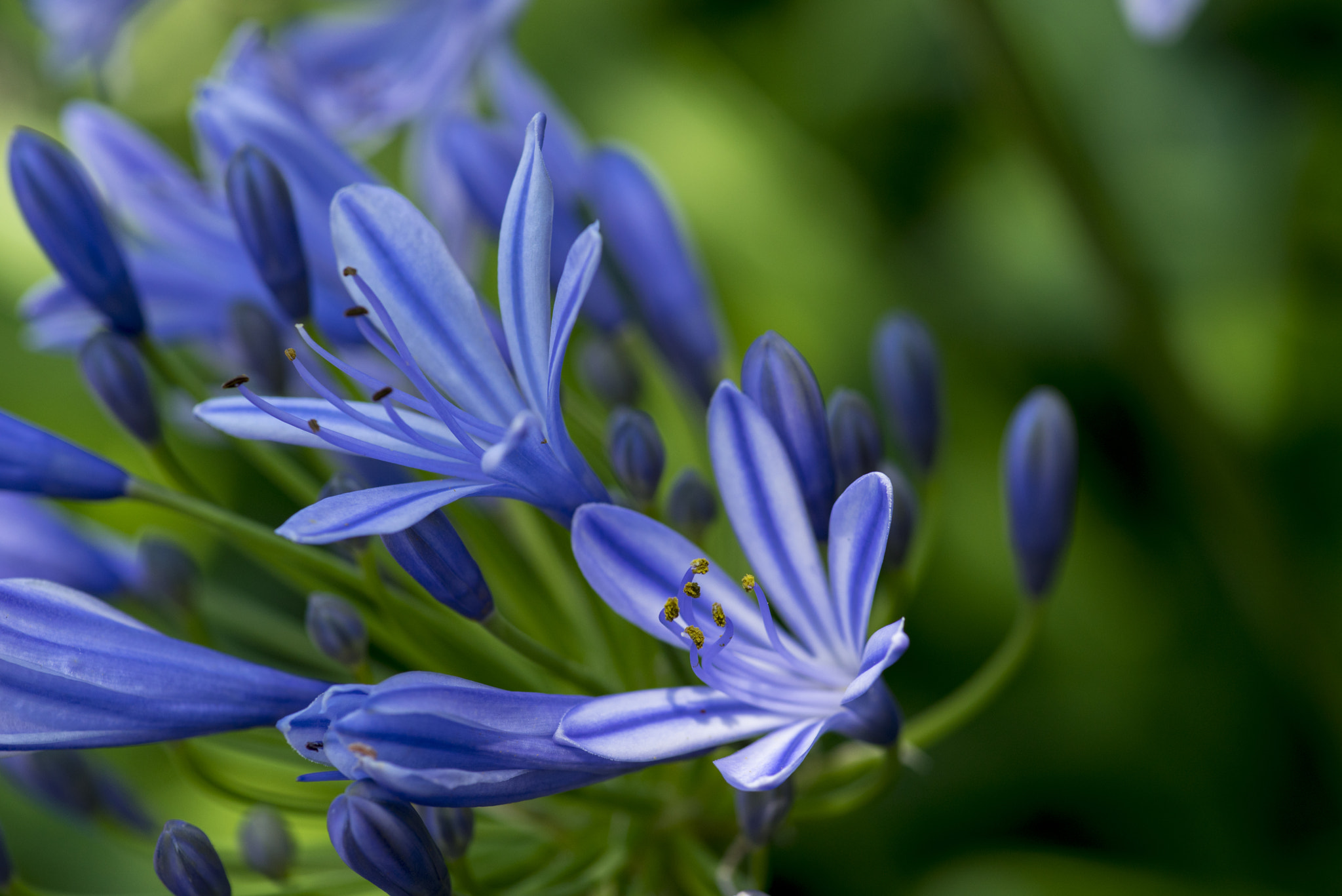 Sony a7R + Minolta AF 100mm F2.8 Macro [New] sample photo. Agapanthus photography