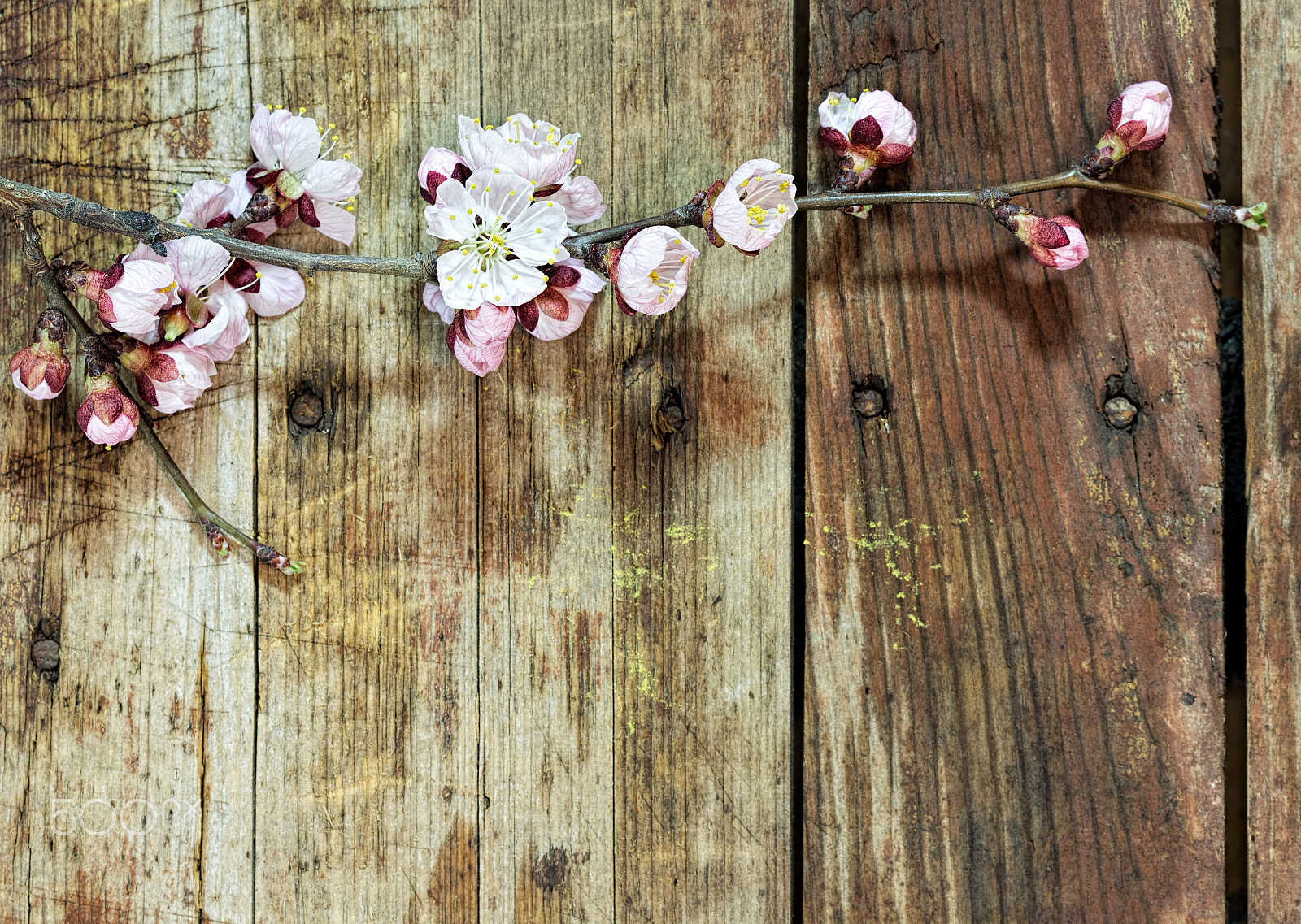 Canon EOS 650D (EOS Rebel T4i / EOS Kiss X6i) + Canon EF 100mm F2.8 Macro USM sample photo. Apricot branch with flowers on a wooden background photography