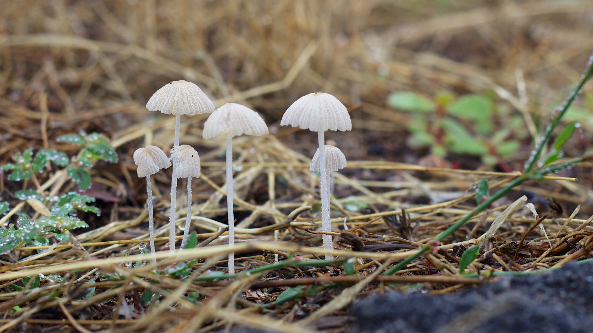 Canon EOS M + Canon EF 50mm F1.8 II sample photo. Life after the rain photography