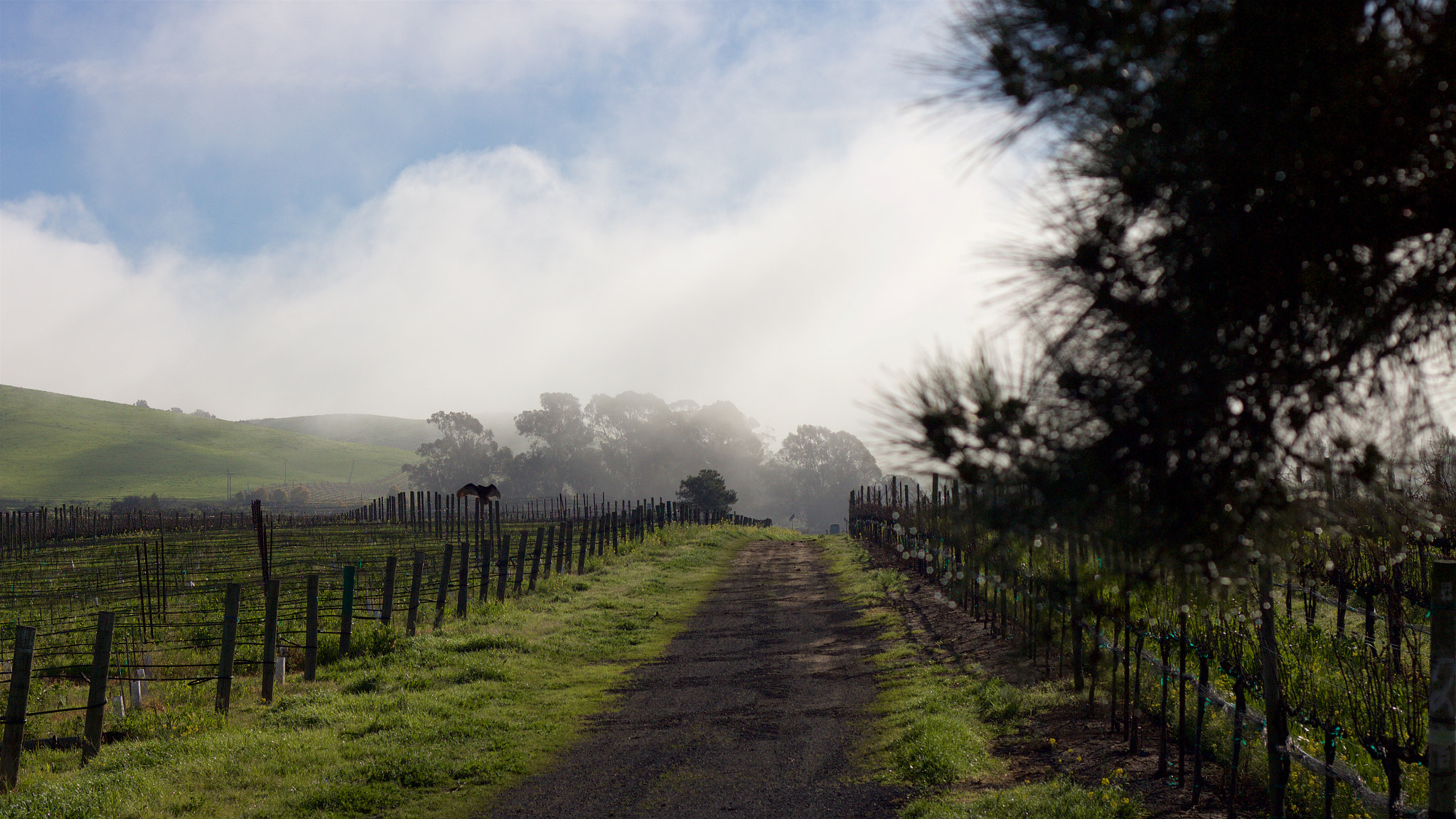 Canon EOS M + Canon EF 50mm F1.8 II sample photo. Vineyard fog photography