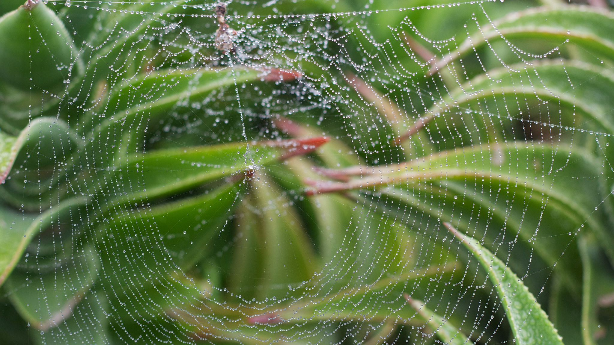 Canon EOS M + Canon EF 50mm F1.8 II sample photo. Spider web photography