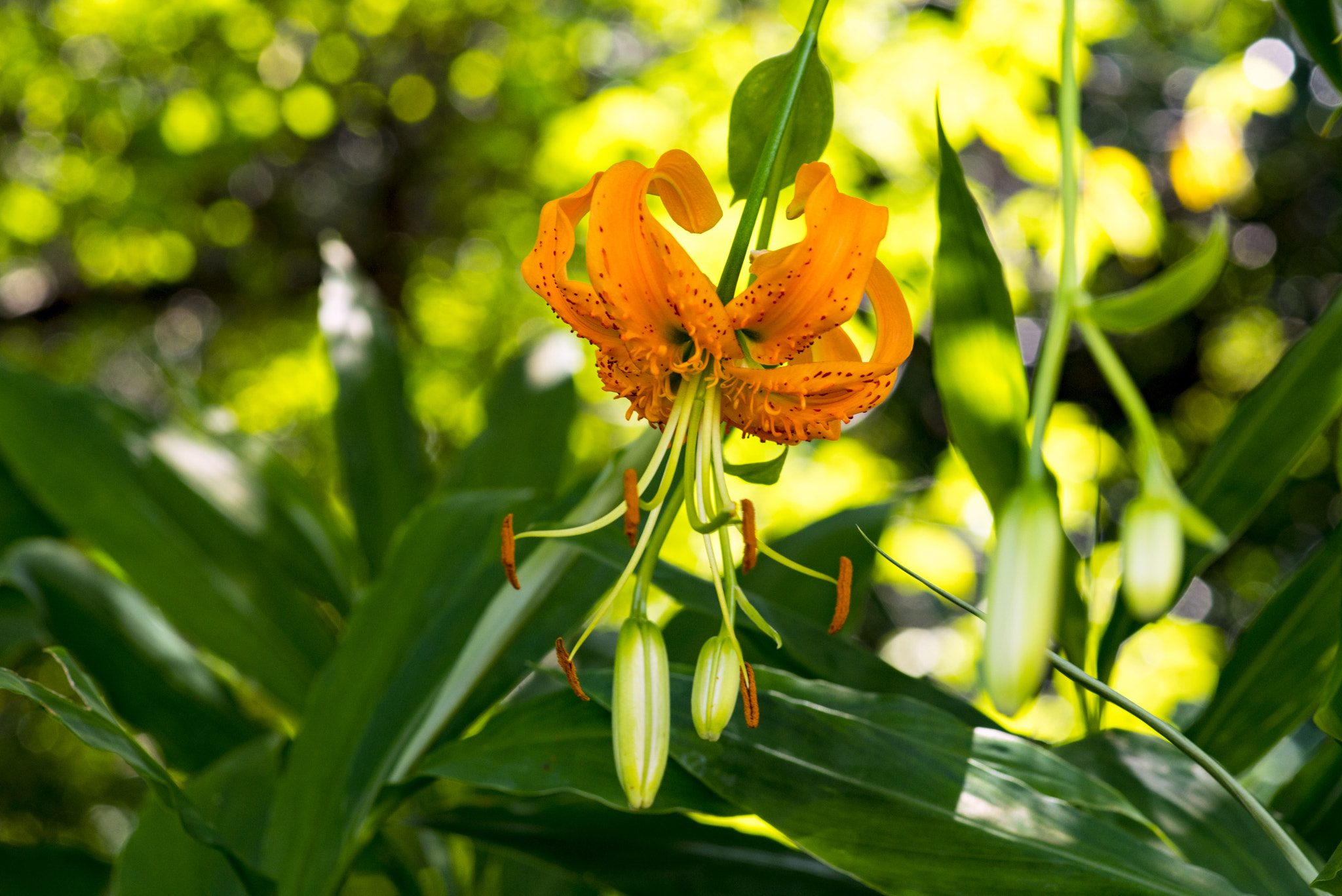 Sony a7R + Minolta AF 100mm F2.8 Macro [New] sample photo. Lily photography