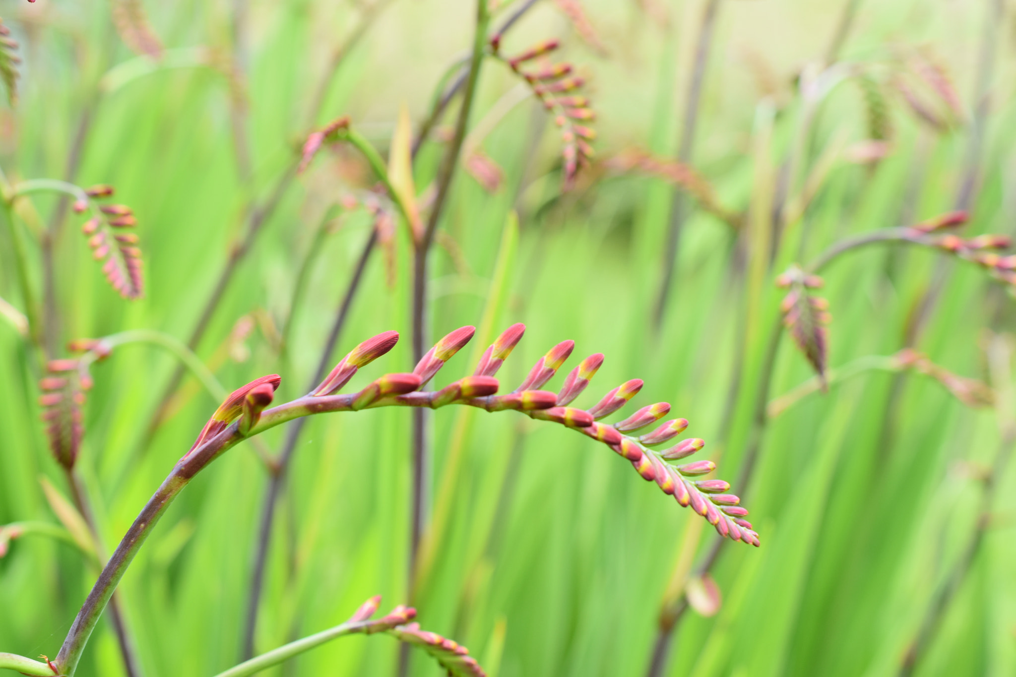 Nikon D5500 + Nikon AF-S DX Micro Nikkor 40mm F2.8 sample photo. Crocosmia photography