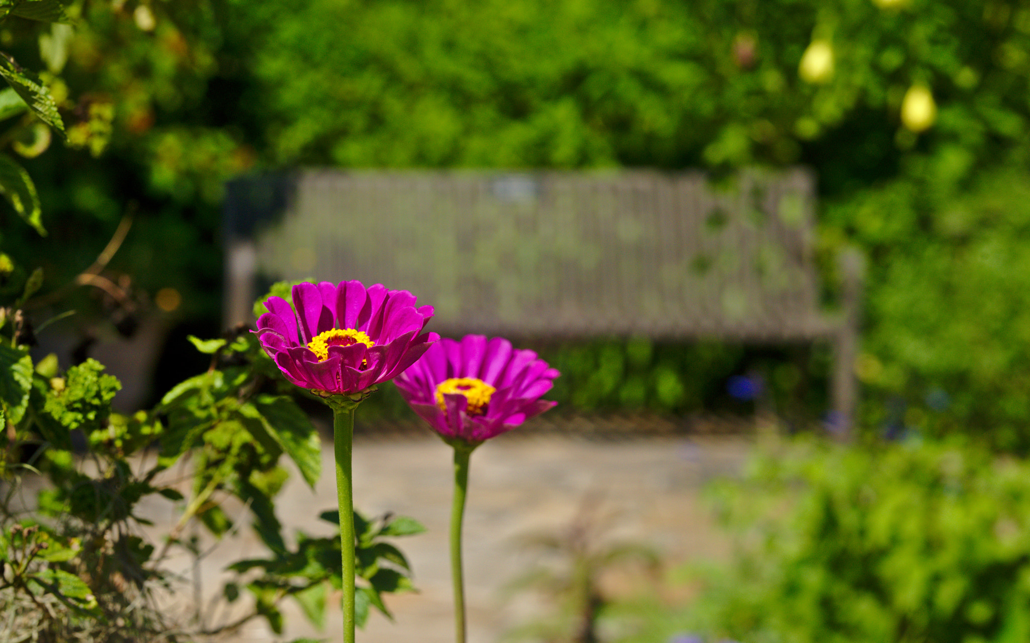 Nikon D810 + Manual Lens No CPU sample photo. Two purple zinnia photography