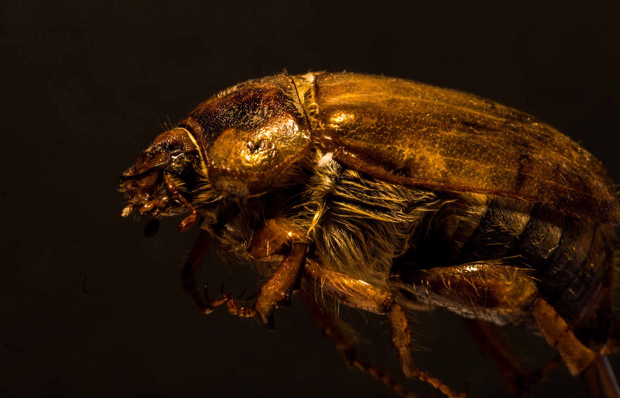 Sony SLT-A58 + MACRO 50mm F2.8 sample photo. Bug from the pool photography