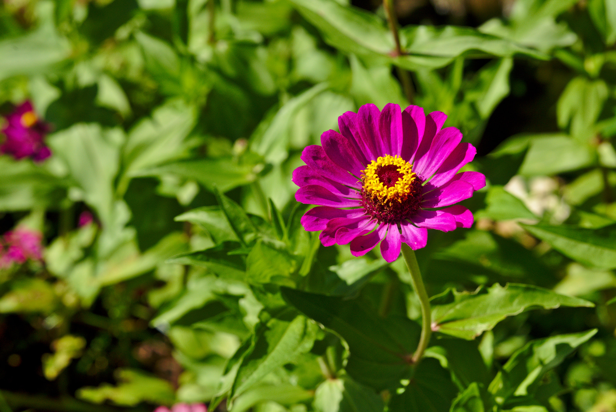 Manual Lens No CPU sample photo. A purple zinnia photography