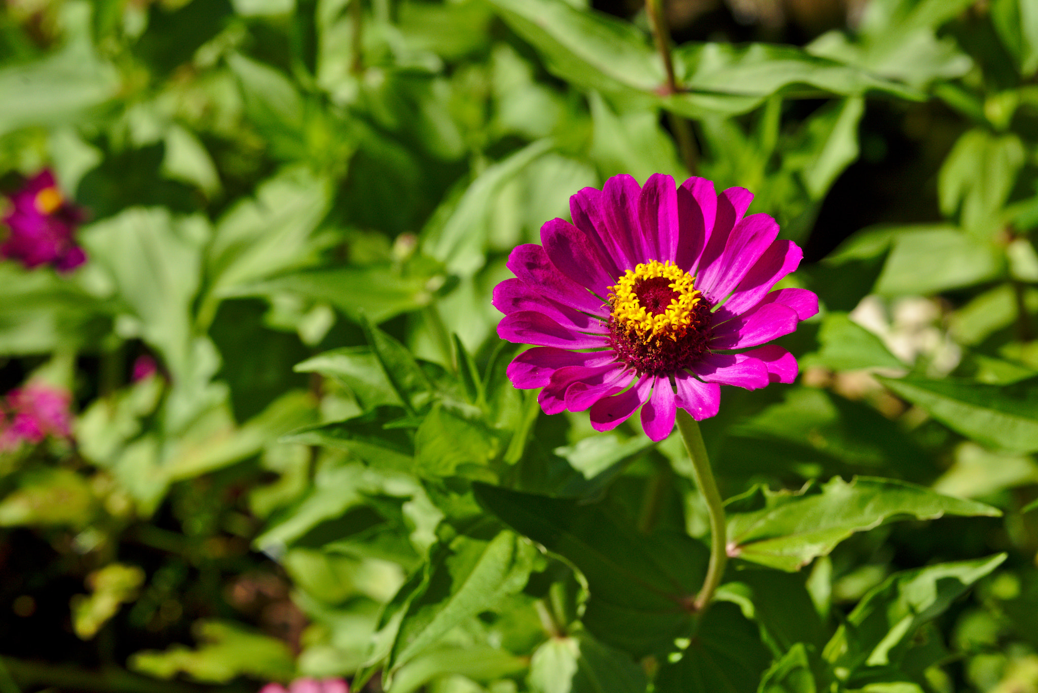 Nikon D810 + Manual Lens No CPU sample photo. A purple zinnia photography