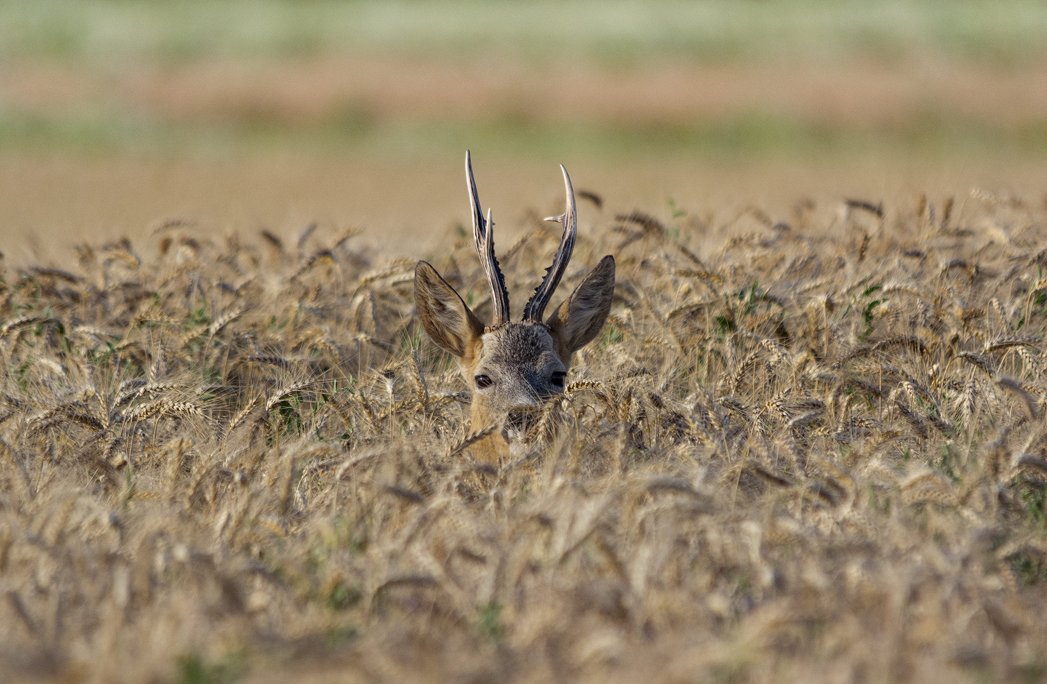 Sigma 150-500mm F5-6.3 DG OS HSM sample photo. Eye contact photography
