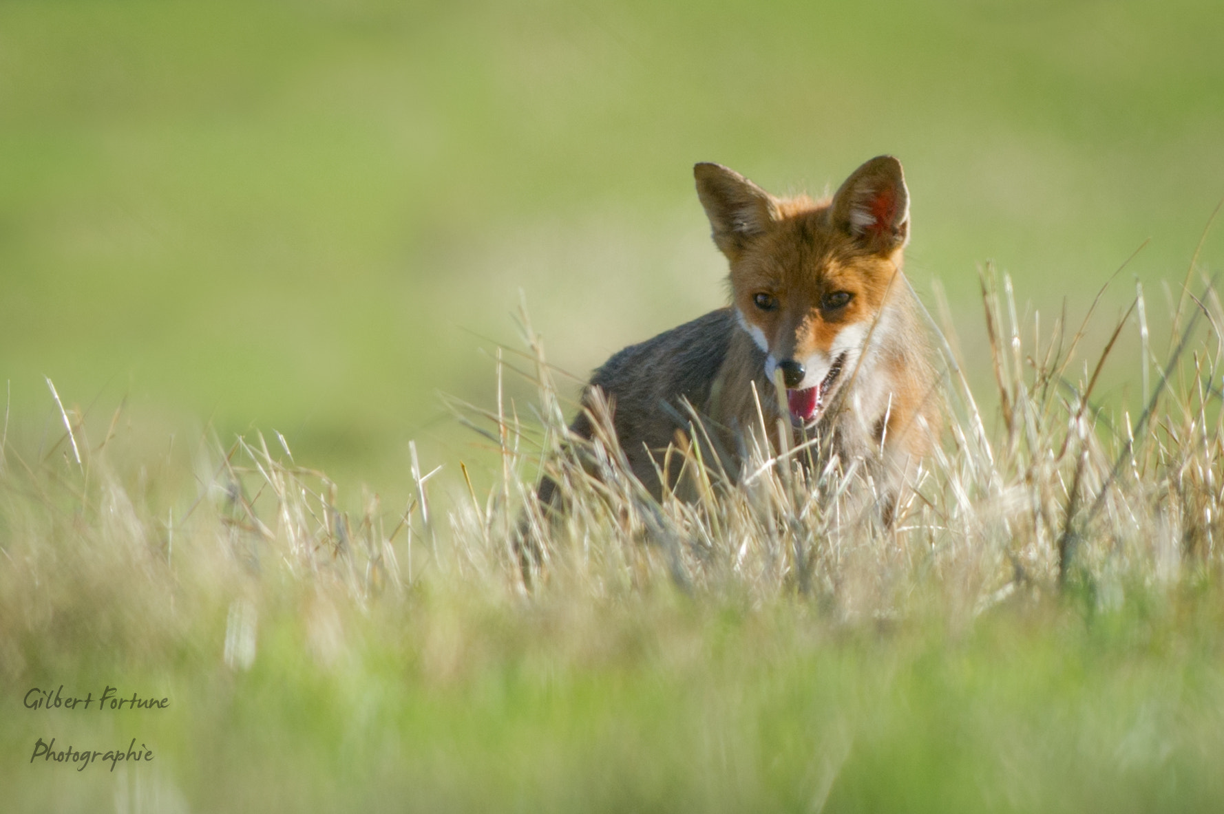 Nikon AF-S Nikkor 300mm F2.8G ED VR II sample photo. Renarde photography