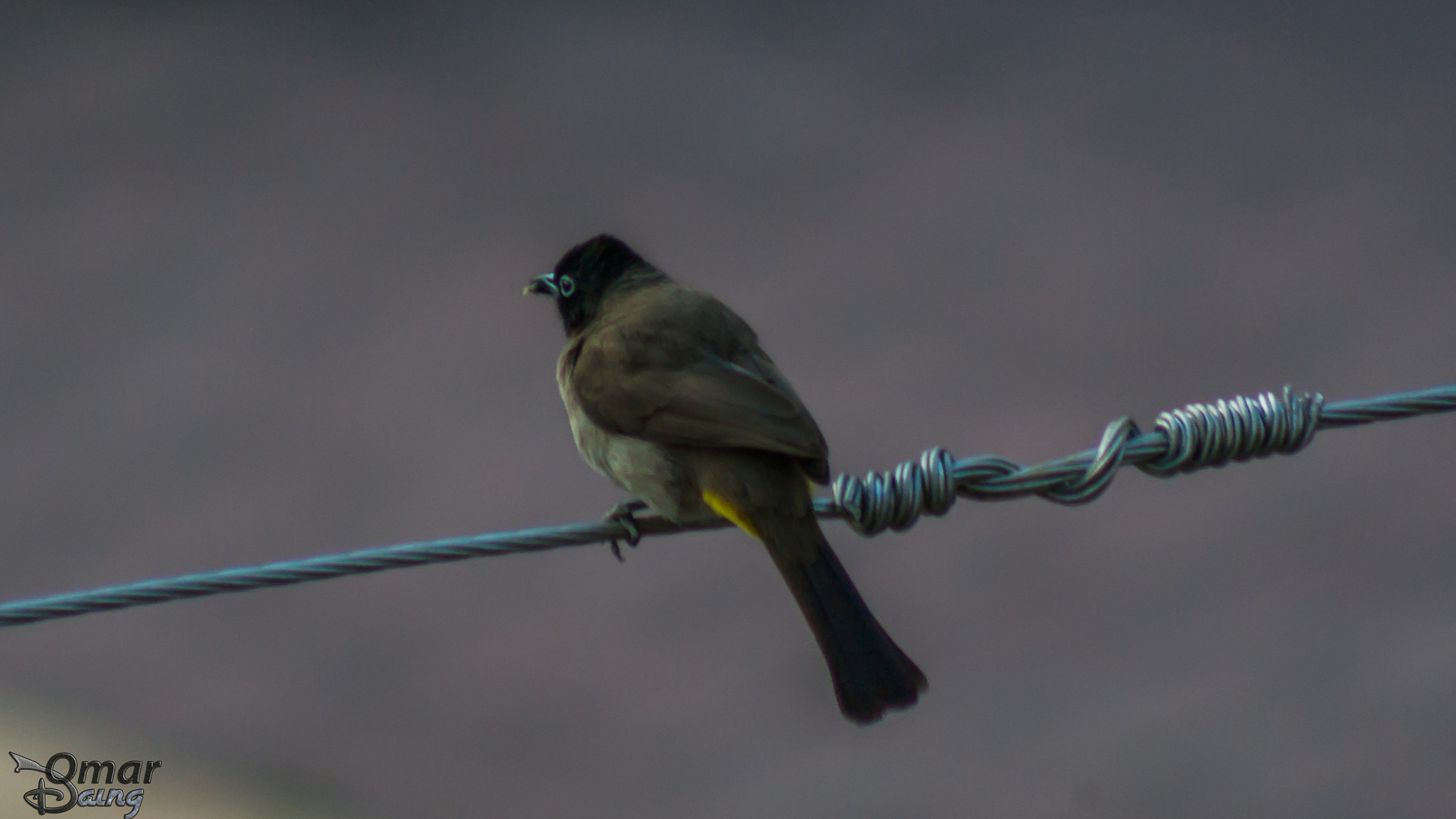smc PENTAX-FA 80-320mm F4.5-5.6 sample photo. White-spectacled bulbul pycnonotus xanthopygos - arap bülbülü-3 photography