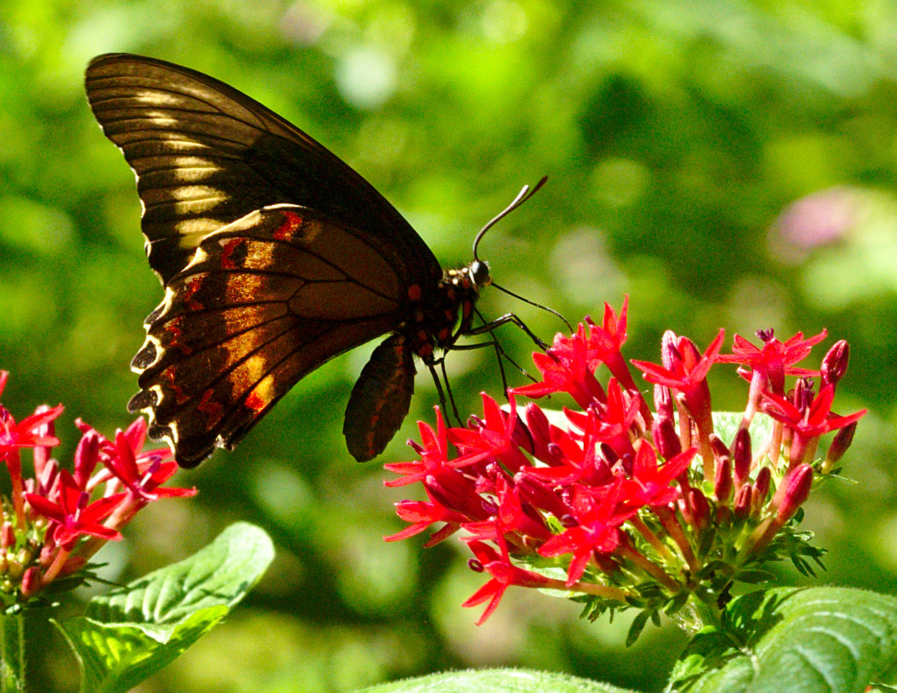 Nikon D810 + Manual Lens No CPU sample photo. A swallowtail butterfly photography