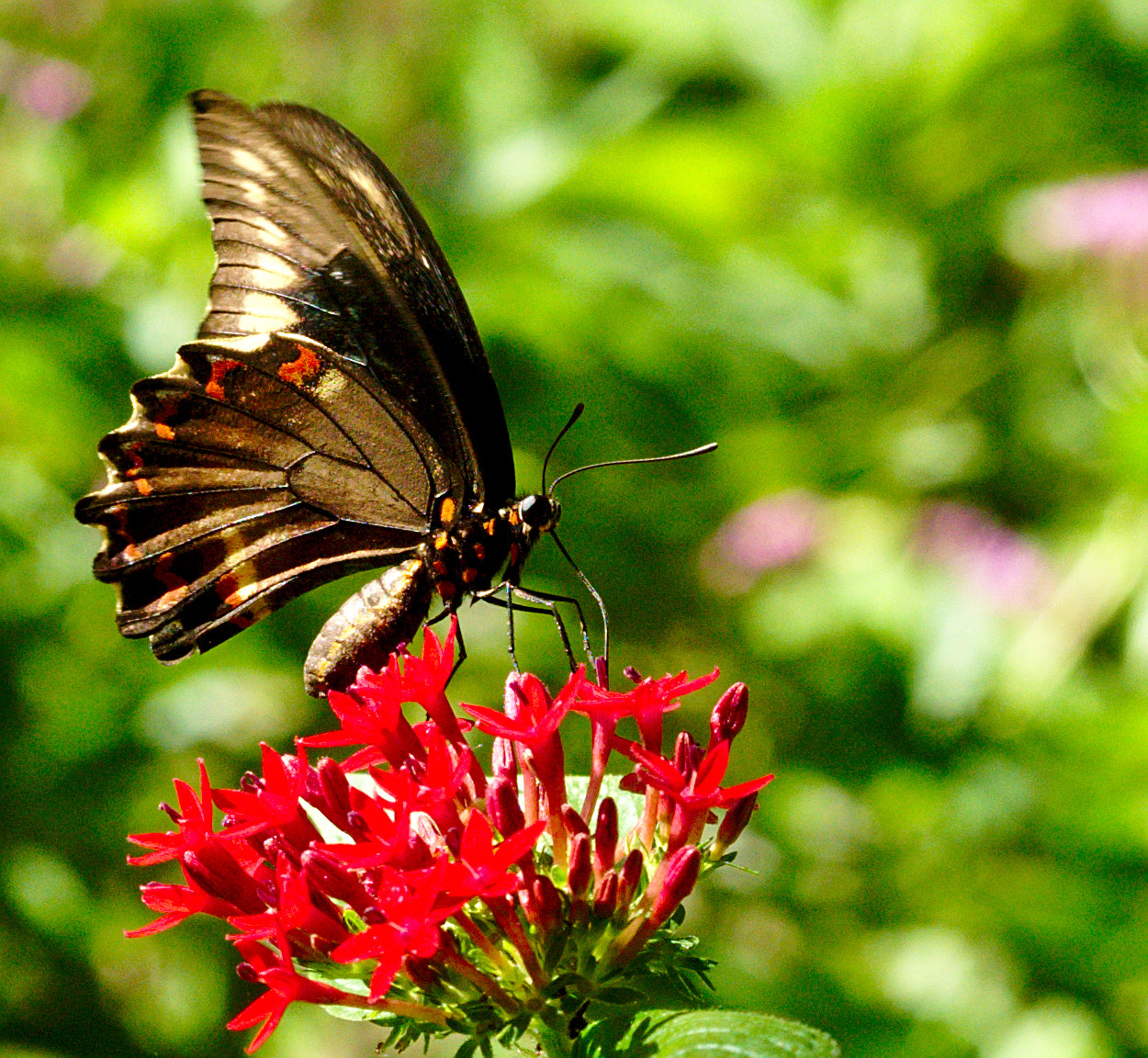 Manual Lens No CPU sample photo. A swallowtail butterfly photography
